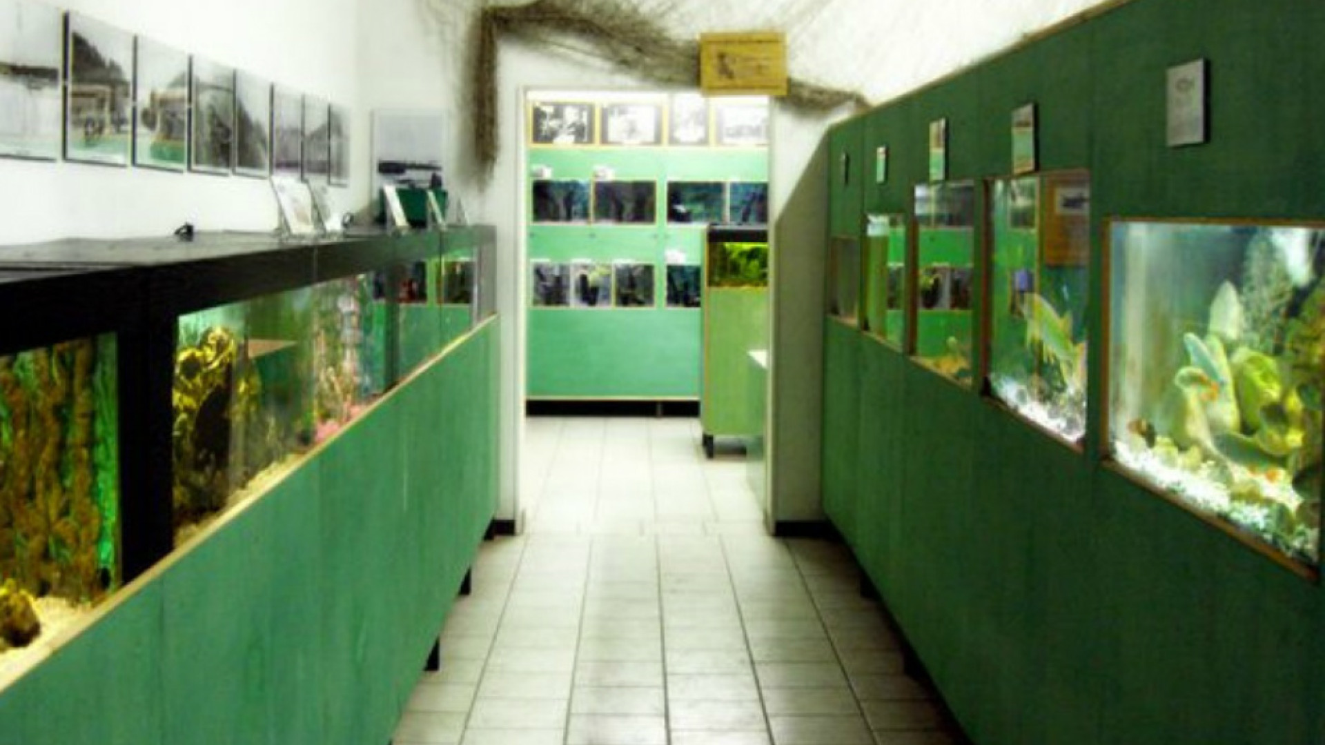 Immagine di Riapre l'Acquario del Po 4 giornate dedicate allo storione