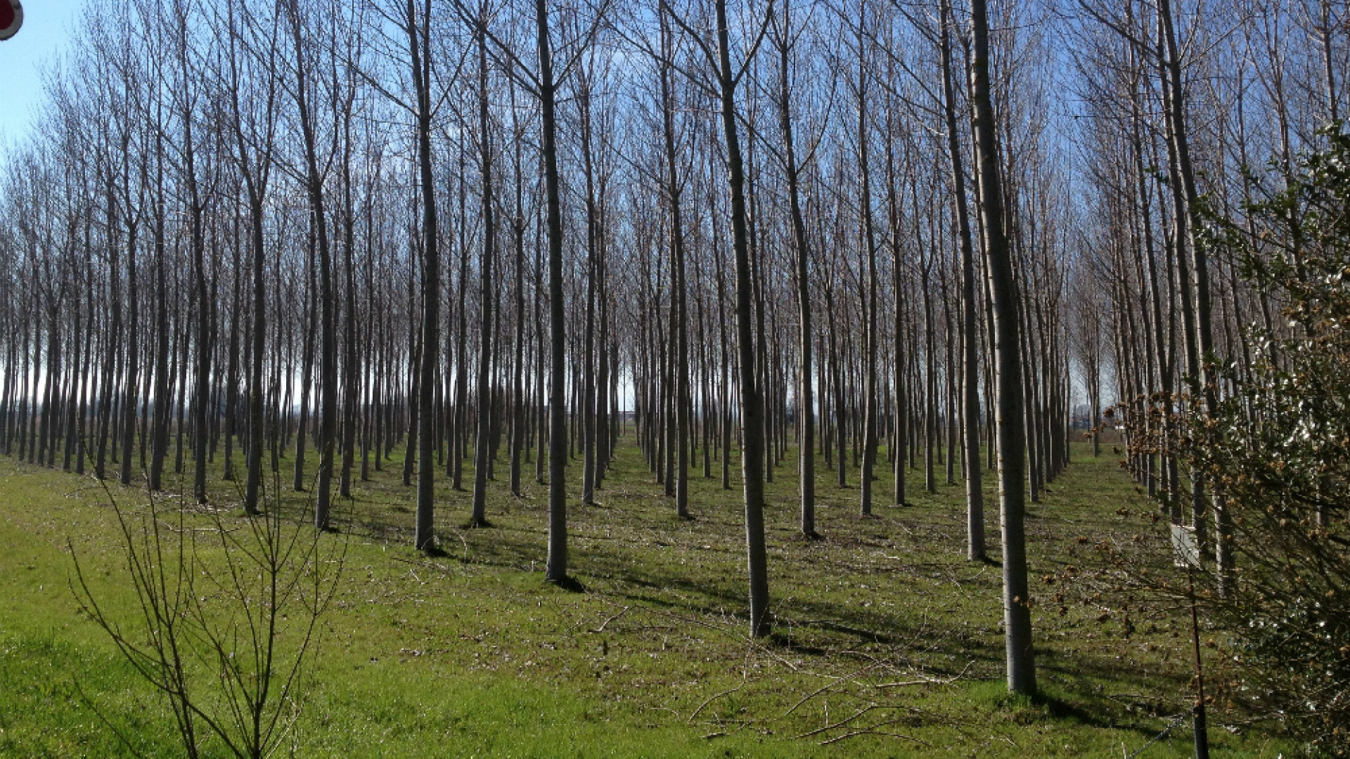 Immagine di Rilancio della pioppicultura per nuovi posti di lavoro