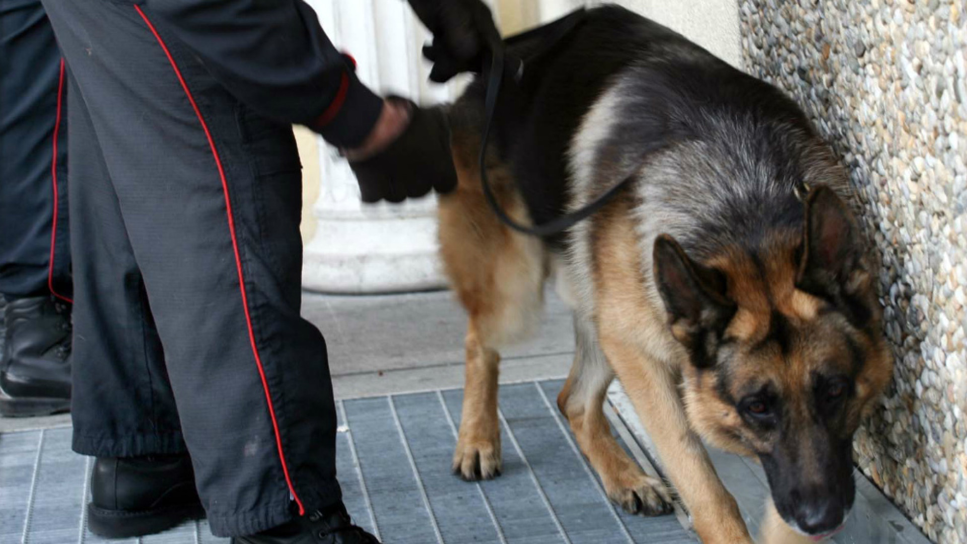Immagine di "Scuola spazio di legalità", progetto ok Controlli antidroga durante l'intervallo esito negativo in città