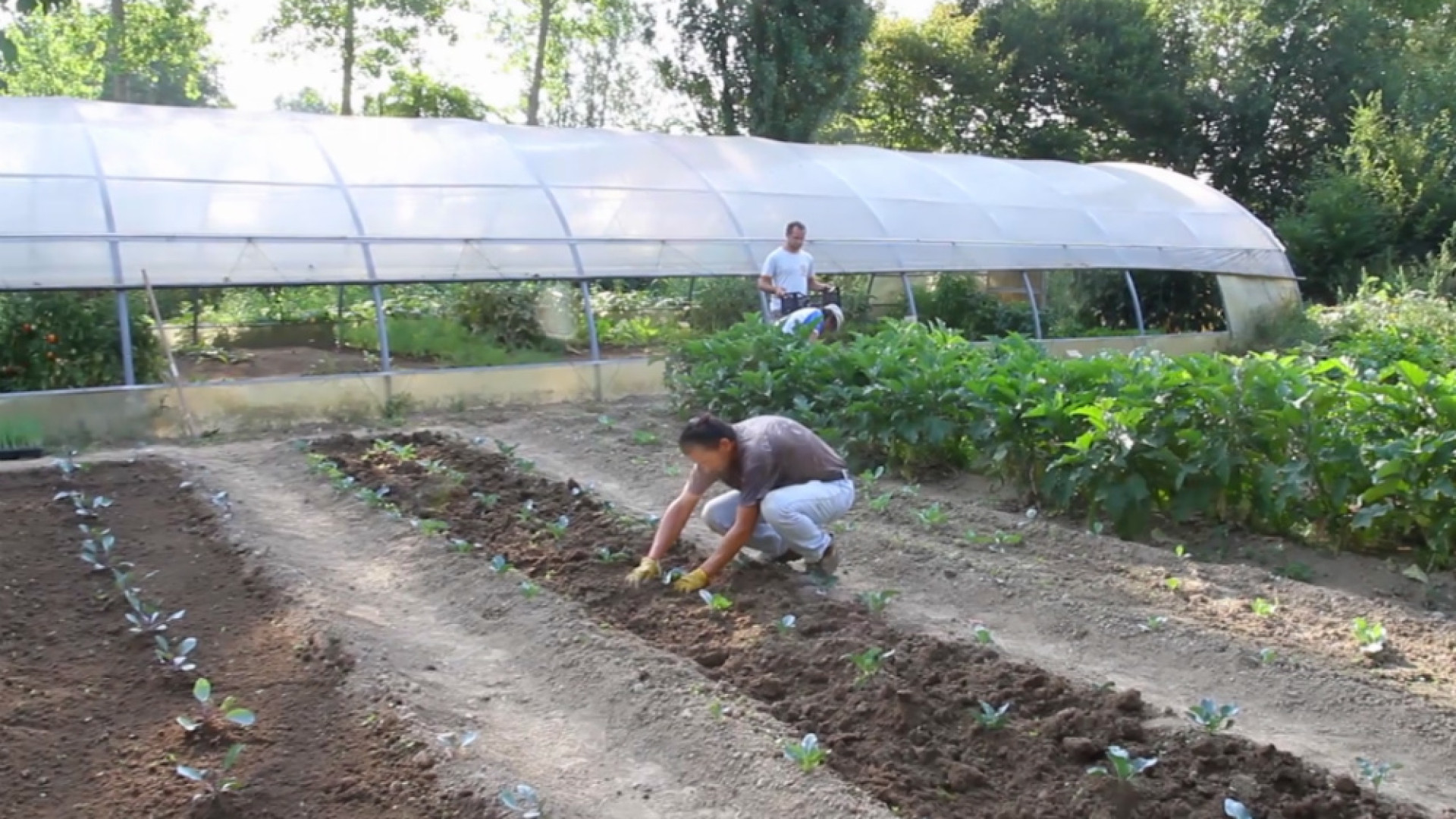 Immagine di Orti sociali, quest'anno a Crema sono tre 1500 metri quadri di terreno da coltivare per associazioni, scuole e borse-lavoro