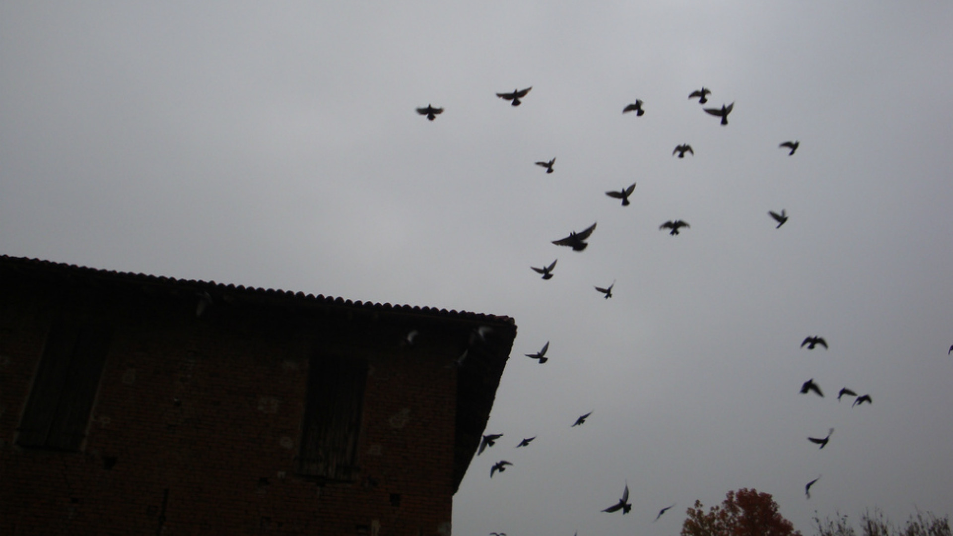 Immagine di Comune di Cremona in campo a tutela delle rondini e di altre specie migratorie