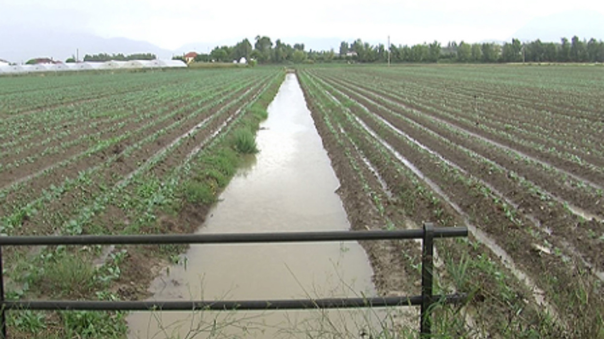 Immagine di Coldiretti chiede lo stato di calamità In Lombardia il raccolto cala dal 30 al 50% nel Cremonese a rischio mais, pomodoro e meloni