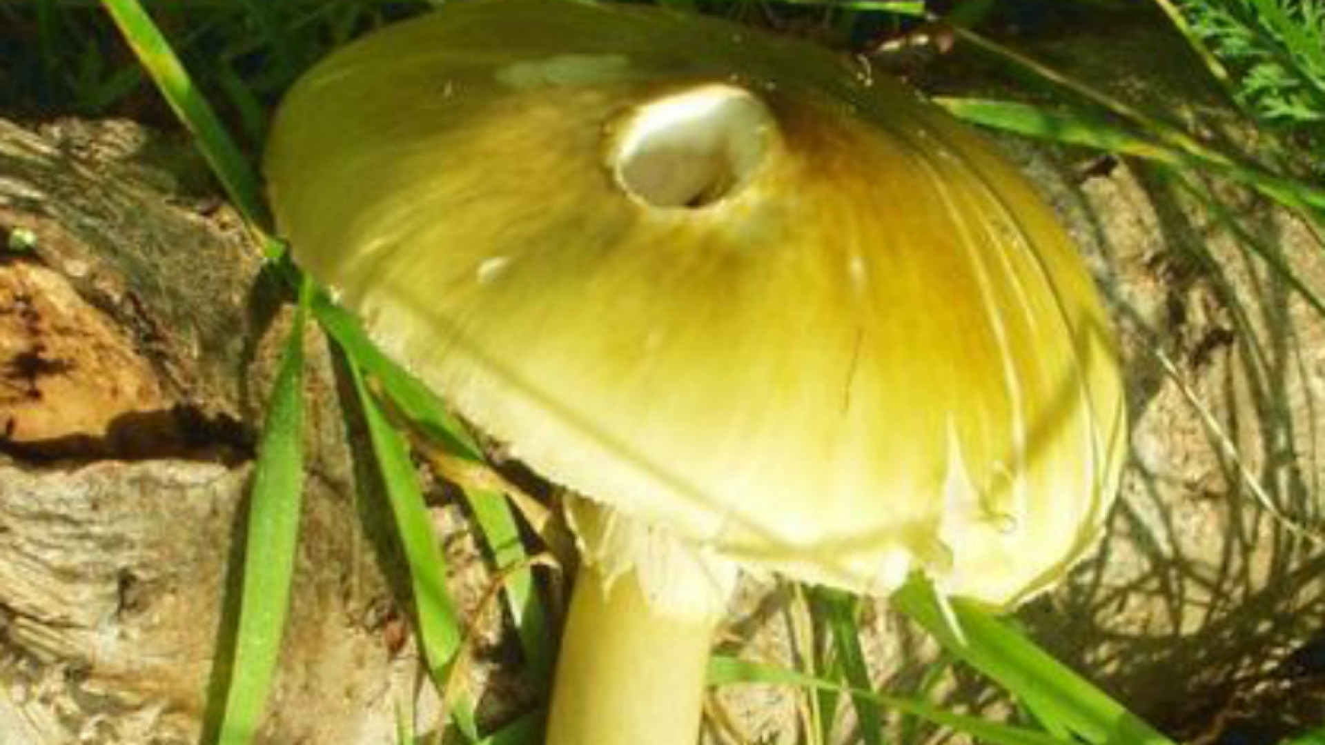 Immagine di Allarme Asl, nel Cremonese segnalata la presenza dell'Amanita Falloide
