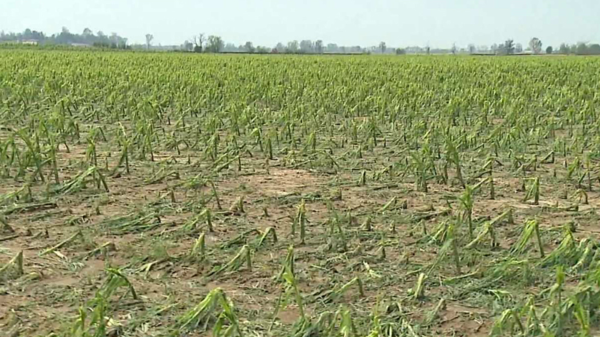 Immagine di Danni in agricoltura, domani si riunisce l'unità di crisi per fare il punto della situazione
