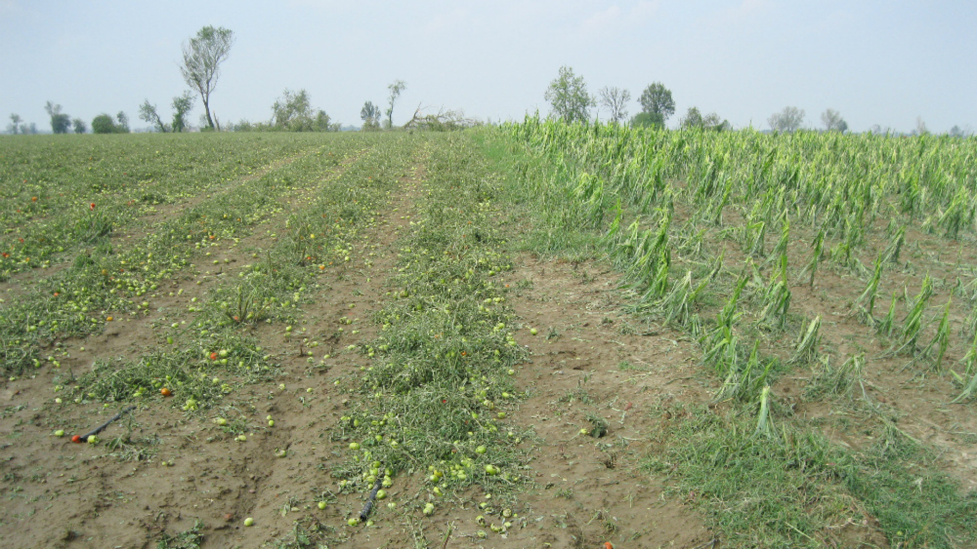 Immagine di Alloni: subito la calamità naturale per il tornado di sabato. Fava: niente ritardi