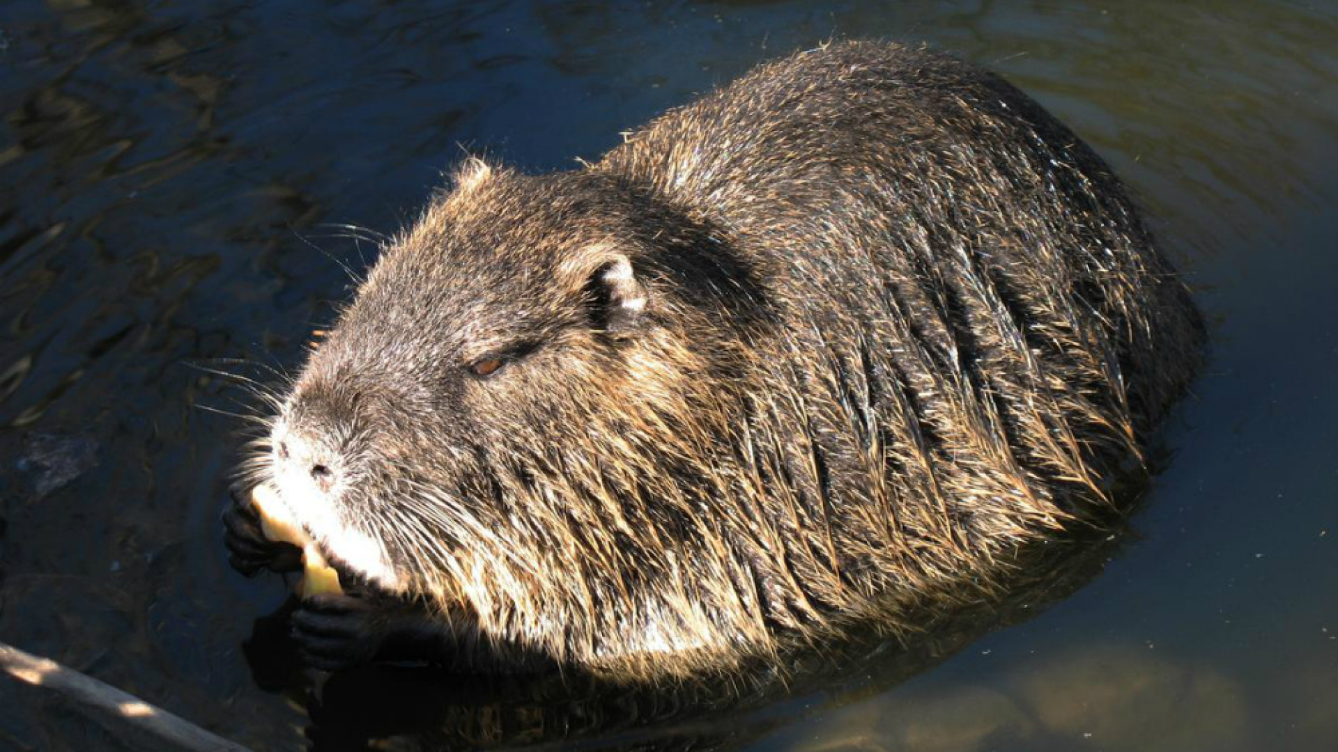 Immagine di Regione, 150 mila euro per il contenimento del problema nutrie
