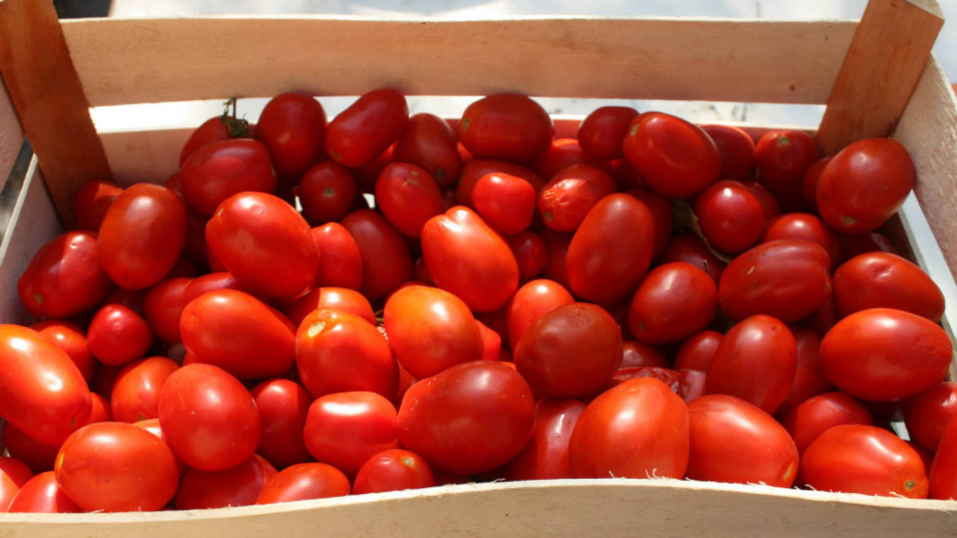 Immagine di Raccolta del pomodoro a singhiozzo due settimane di ritardo per la pioggia
