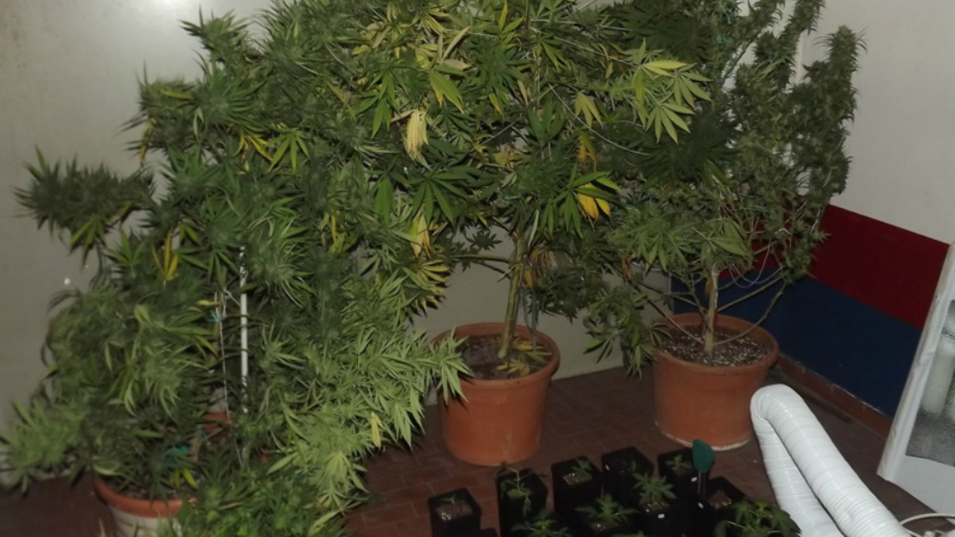 Immagine di Nell'orto 42 piantine di marijuana arrestato operaio di 45 anni Operazione dei carabinieri di Vescovato