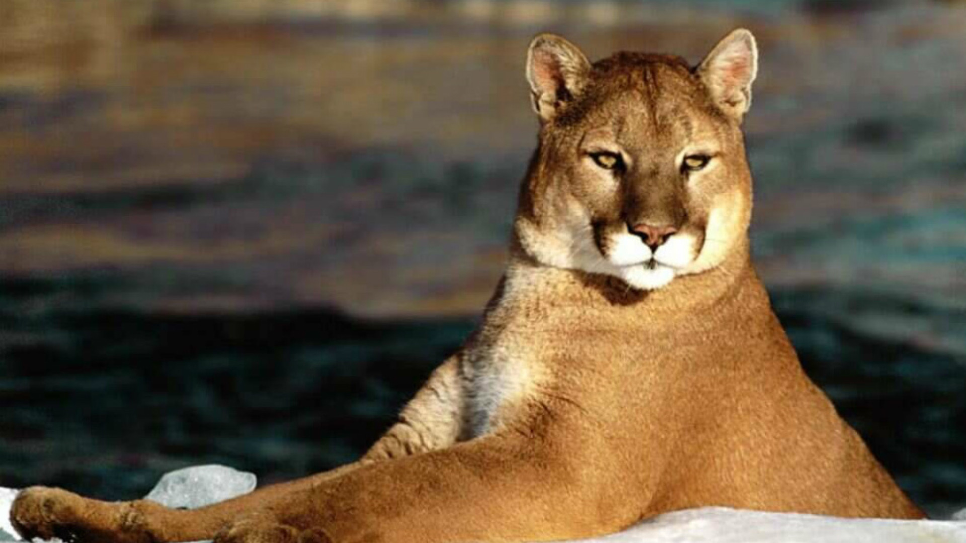 Immagine di Caccia al puma, niente trappole. Giovedì nuova riunione interforze