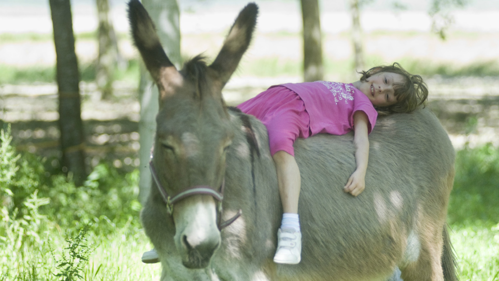 Immagine di Asini in festa in terra cremonese due iniziative di sport e divertimento con l'Associazione Centro Natura Amica