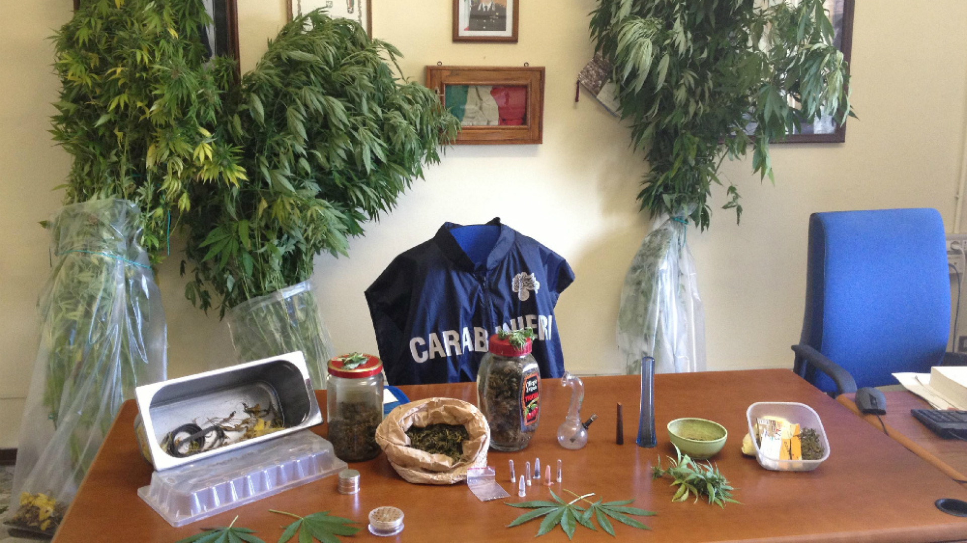 Immagine di Arrestato 45enne di Cingia In casa piante di marijuana
