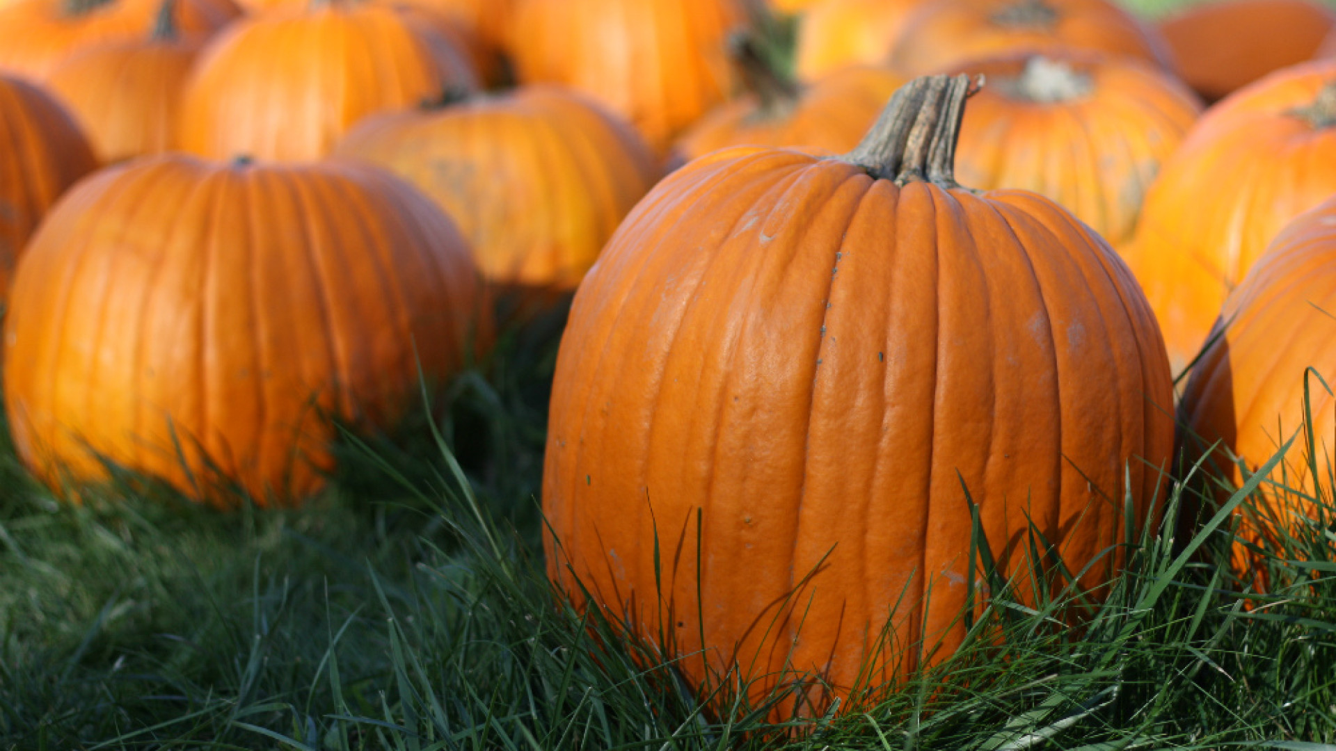 Immagine di Al Mercato di Campagna Amica è tempo di “Festival della zucca”