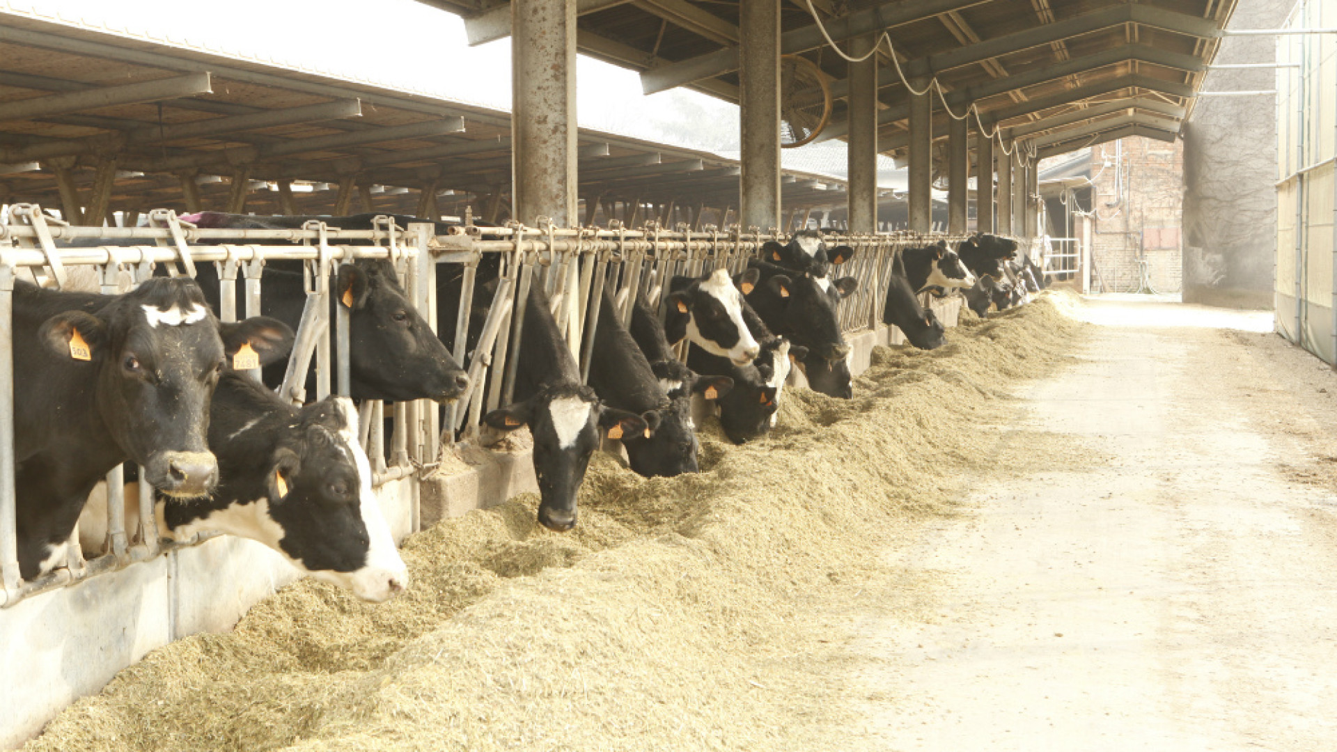 Immagine di L'assessore Fava a Cremona: più risorse per la zootecnia