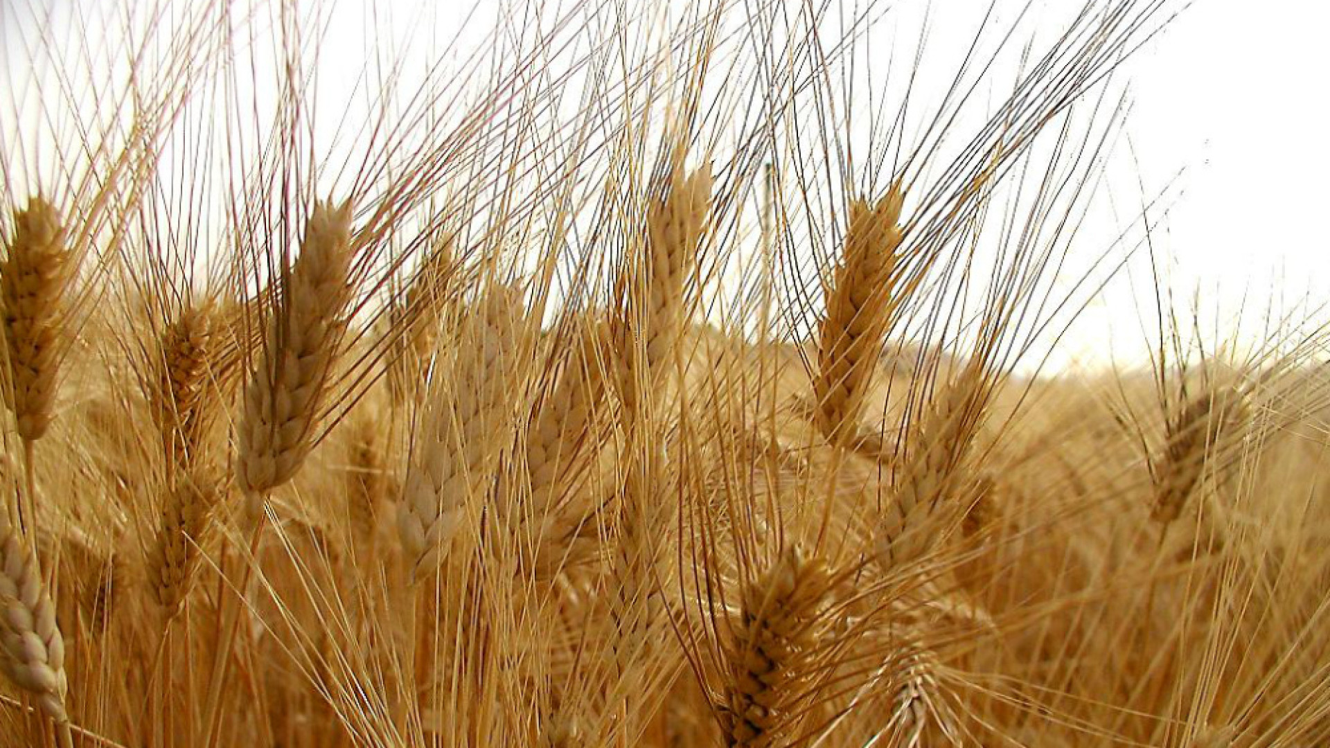Immagine di La farina cremonese sarà protagonista all'Expo
