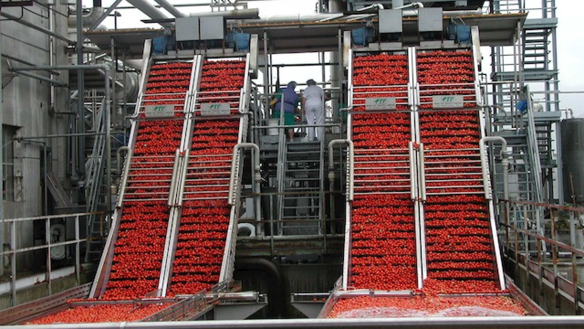 Immagine di Sua maestà il pomodoro...
