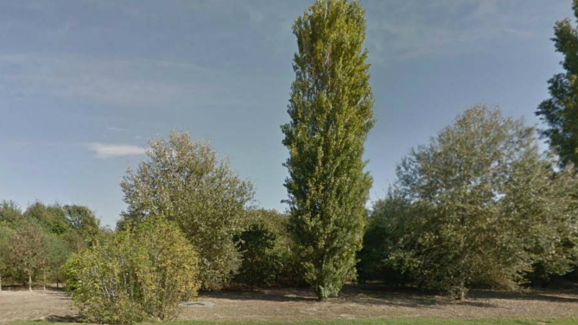 Immagine di Bosco filtro Tamoil: iniziano i lavori per il miglioramento