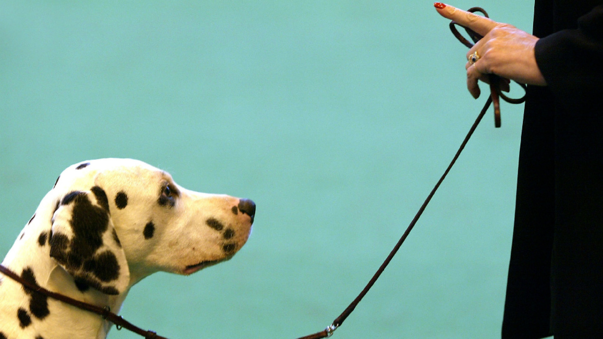 Immagine di Aperte le iscrizioni al corso di formazione per proprietari di cani