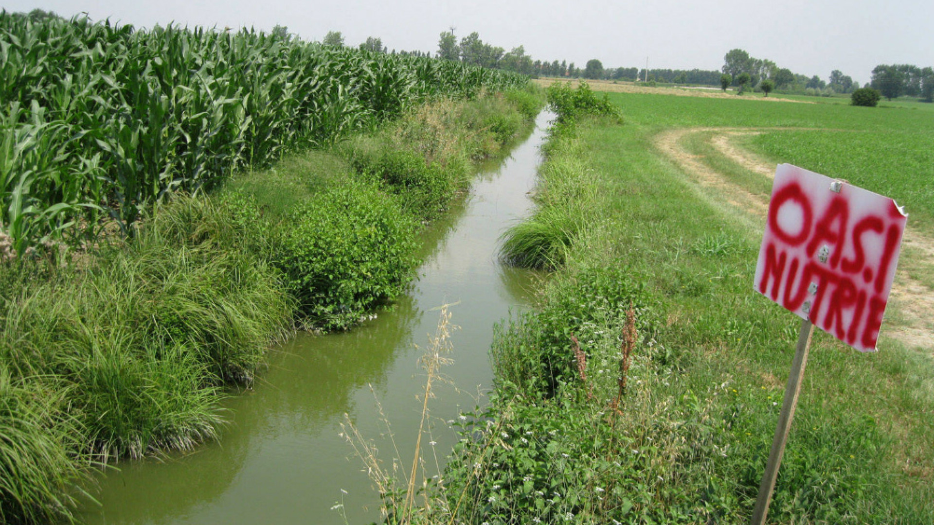 Immagine di Dissesto idrogeologico, danni: tolleranza zero con le nutrie