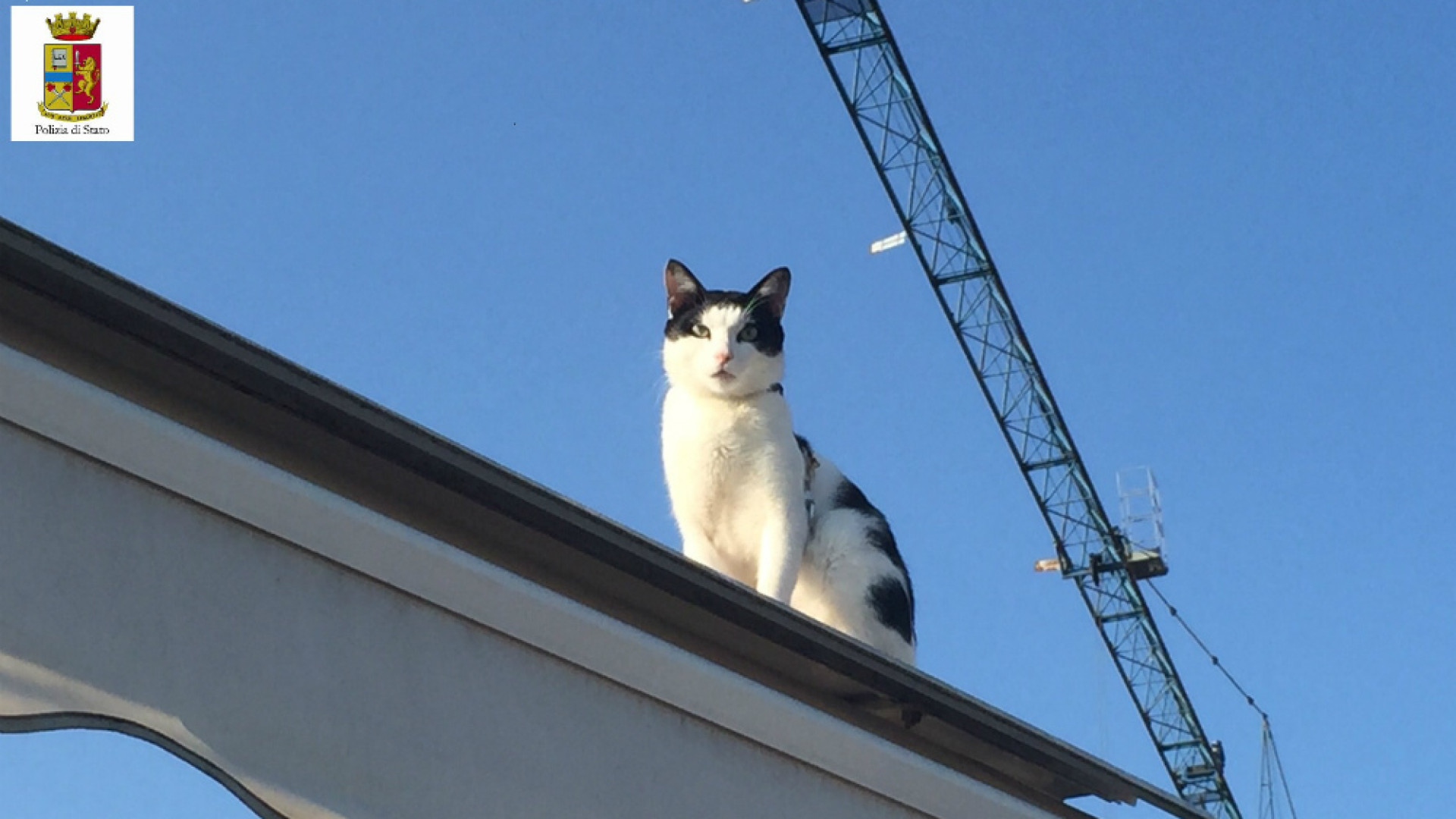 Immagine di Denunciato per maltrattamenti di animali