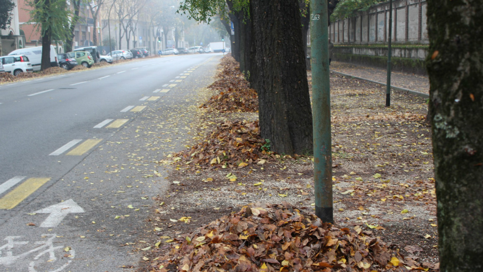 Immagine di Il ritiro del verde porta a porta prosegue fino al 5 dicembre