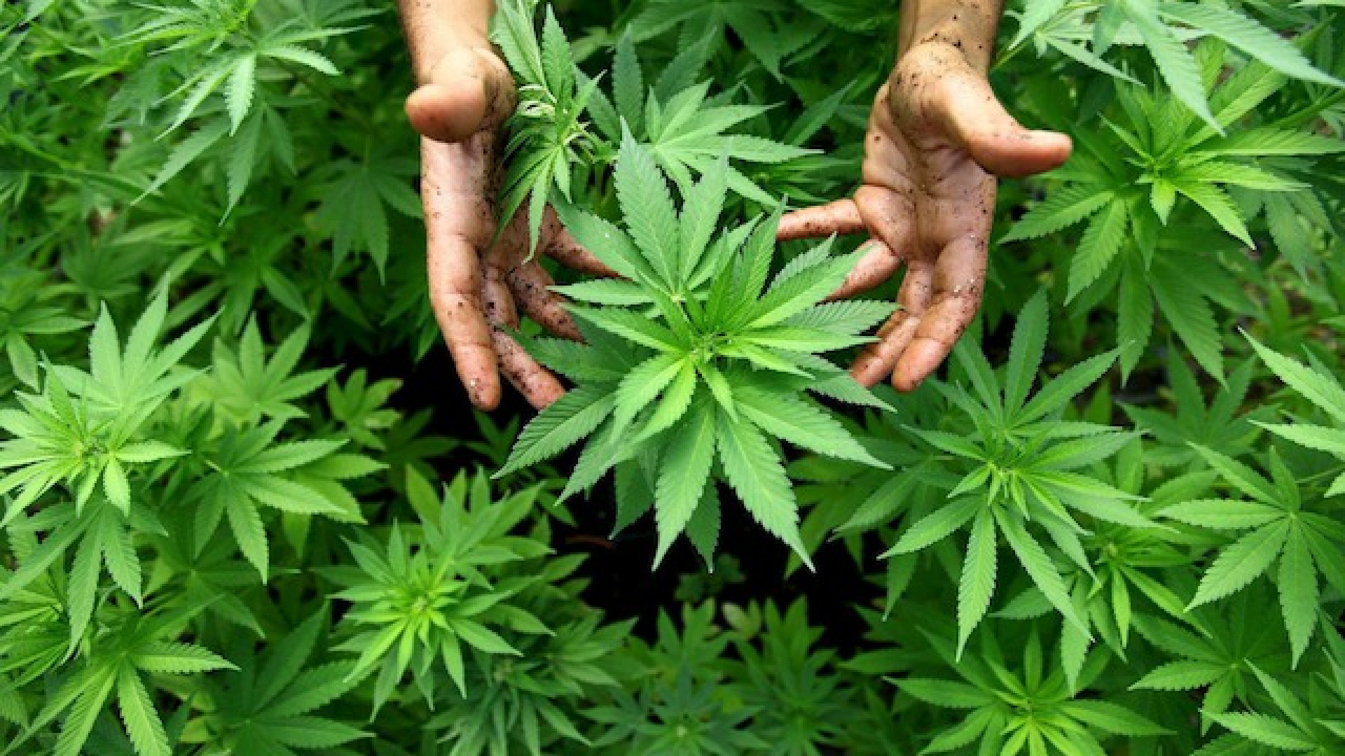 Immagine di La cannabis sdoganata. L’erba entra in reparto