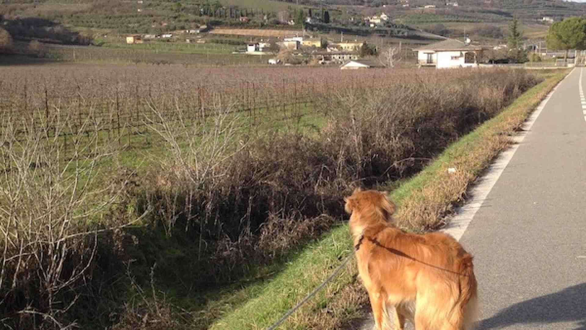 Immagine di Un angolo di Toscana a due passi da S. Martino