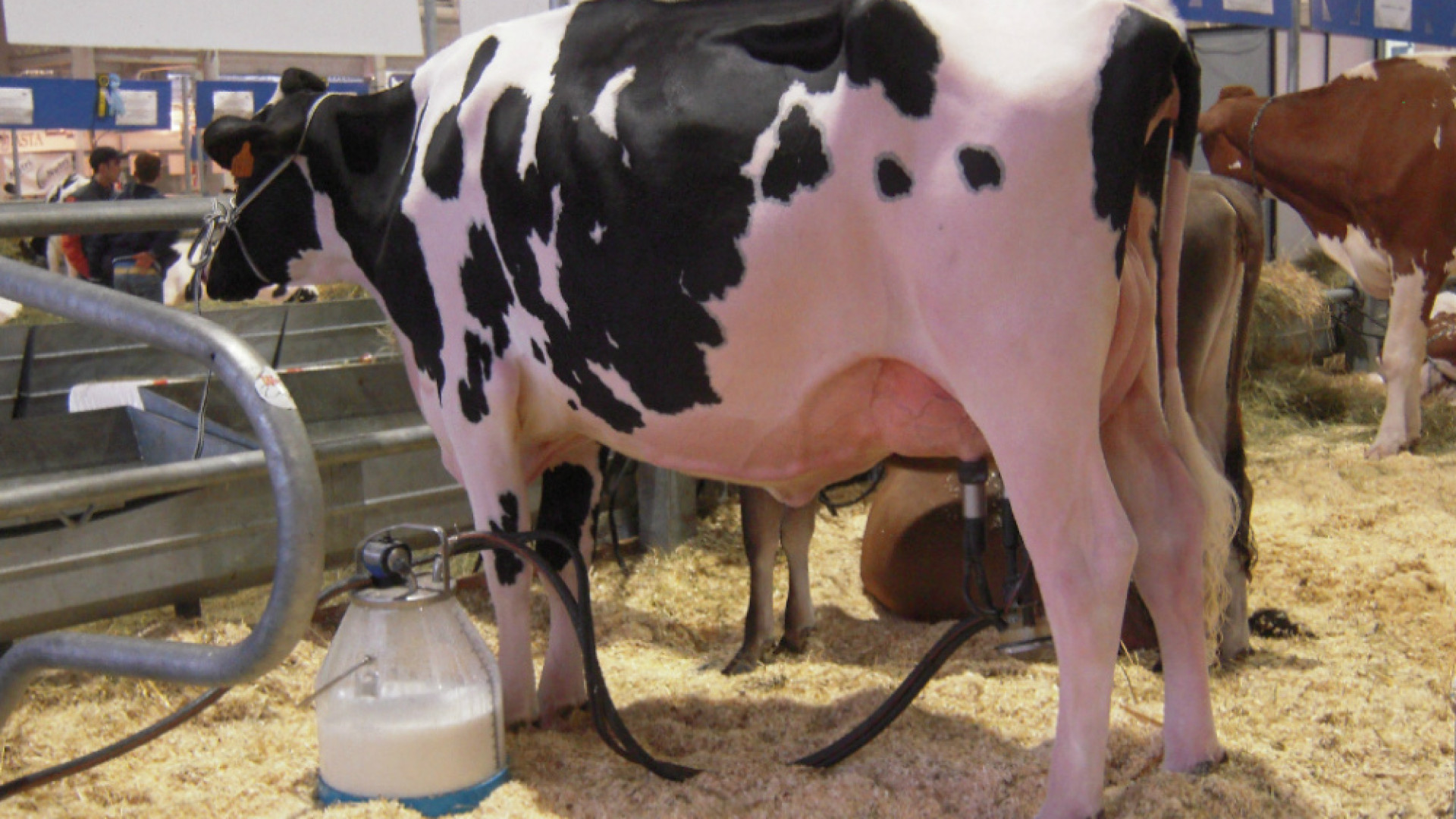 Immagine di Prezzo del latte, Lactalis avverte: dal 1° marzo dovremo pagarlo meno