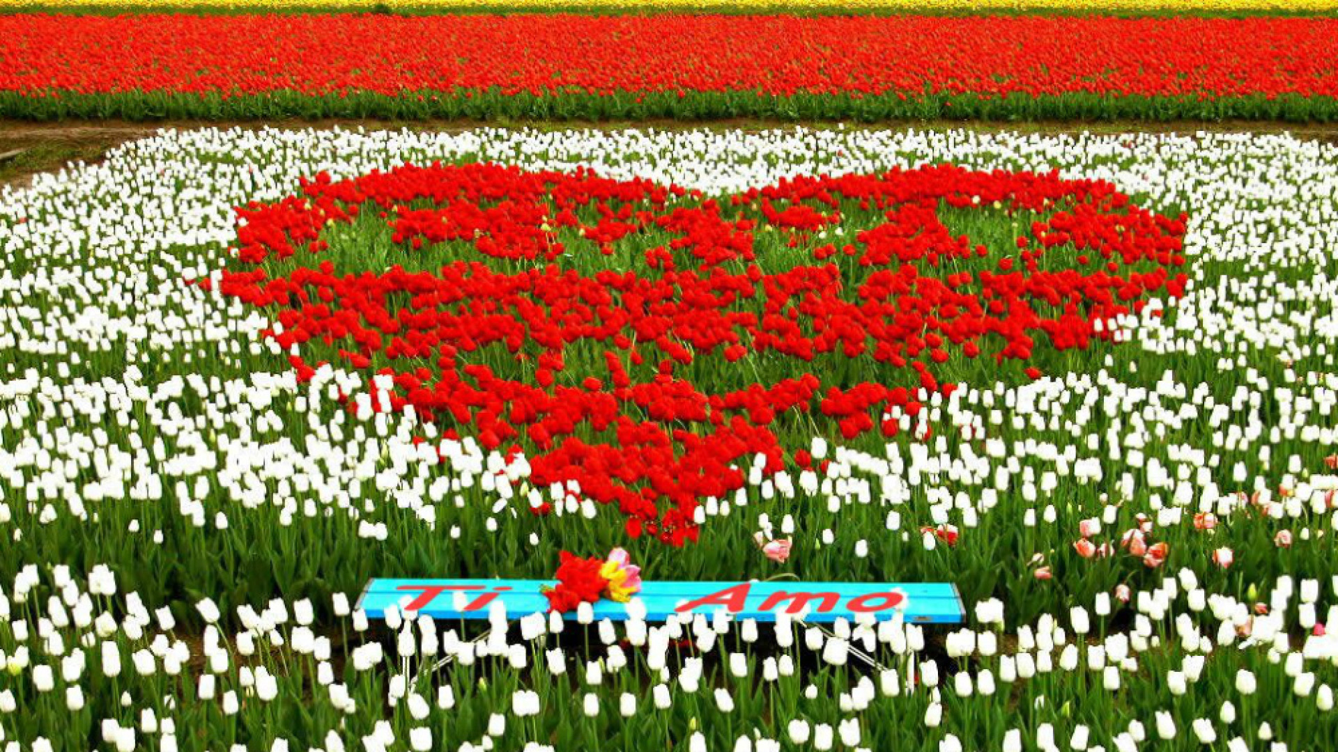 Immagine di San Valentino, 1 milione di “ti amo” con i fiori: spesa media sopra i 20 euro per vasi e bouquet