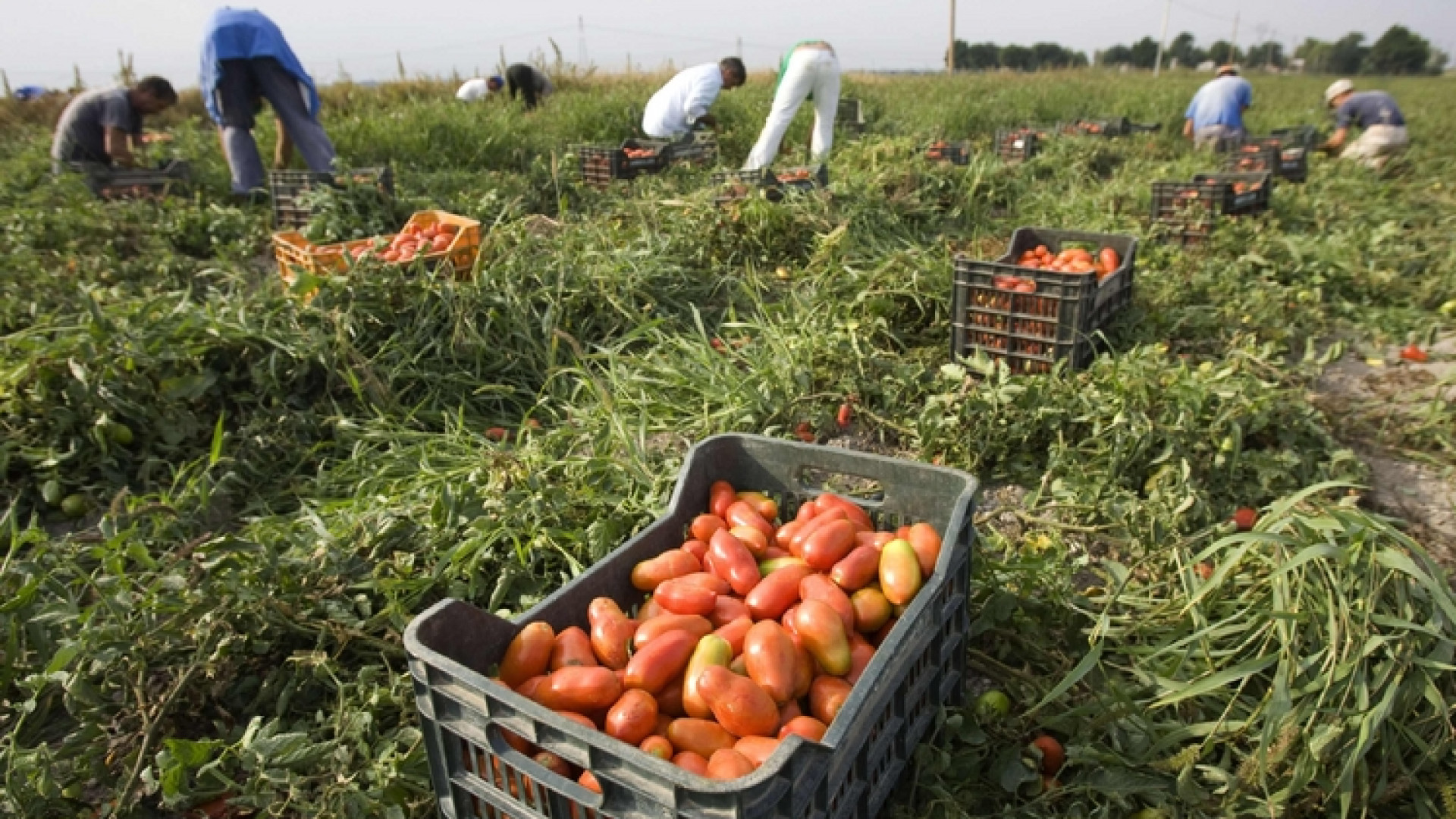 Immagine di Caporalato, i numeri della schiavitù italiana
