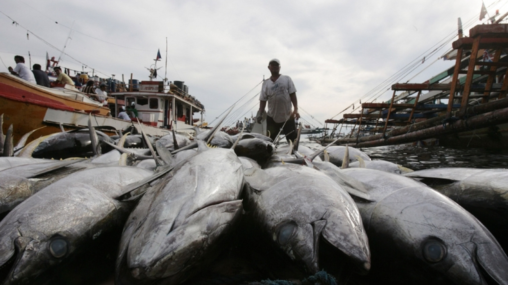 Immagine di Thailandia, pescatori e ambiente sfruttati