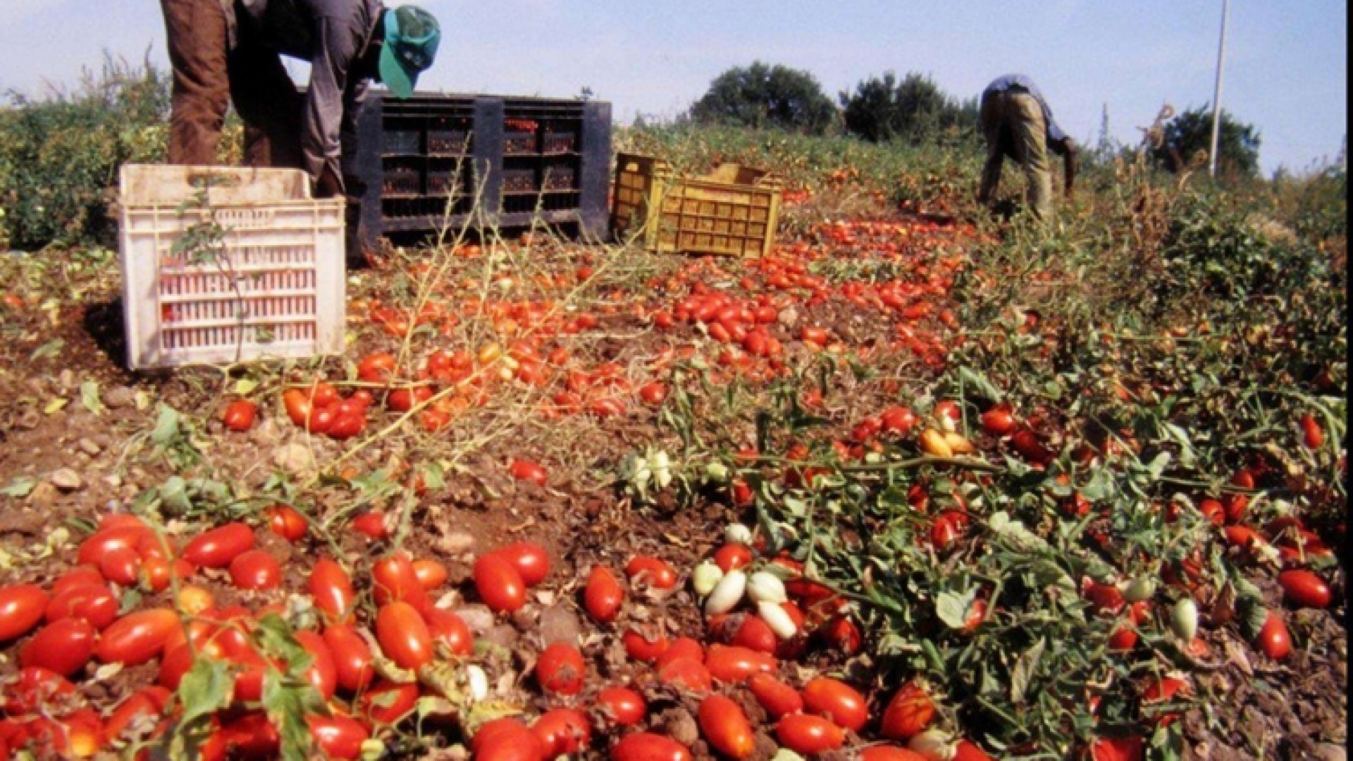 Immagine di Imprese nella «sfida» dei diritti umani