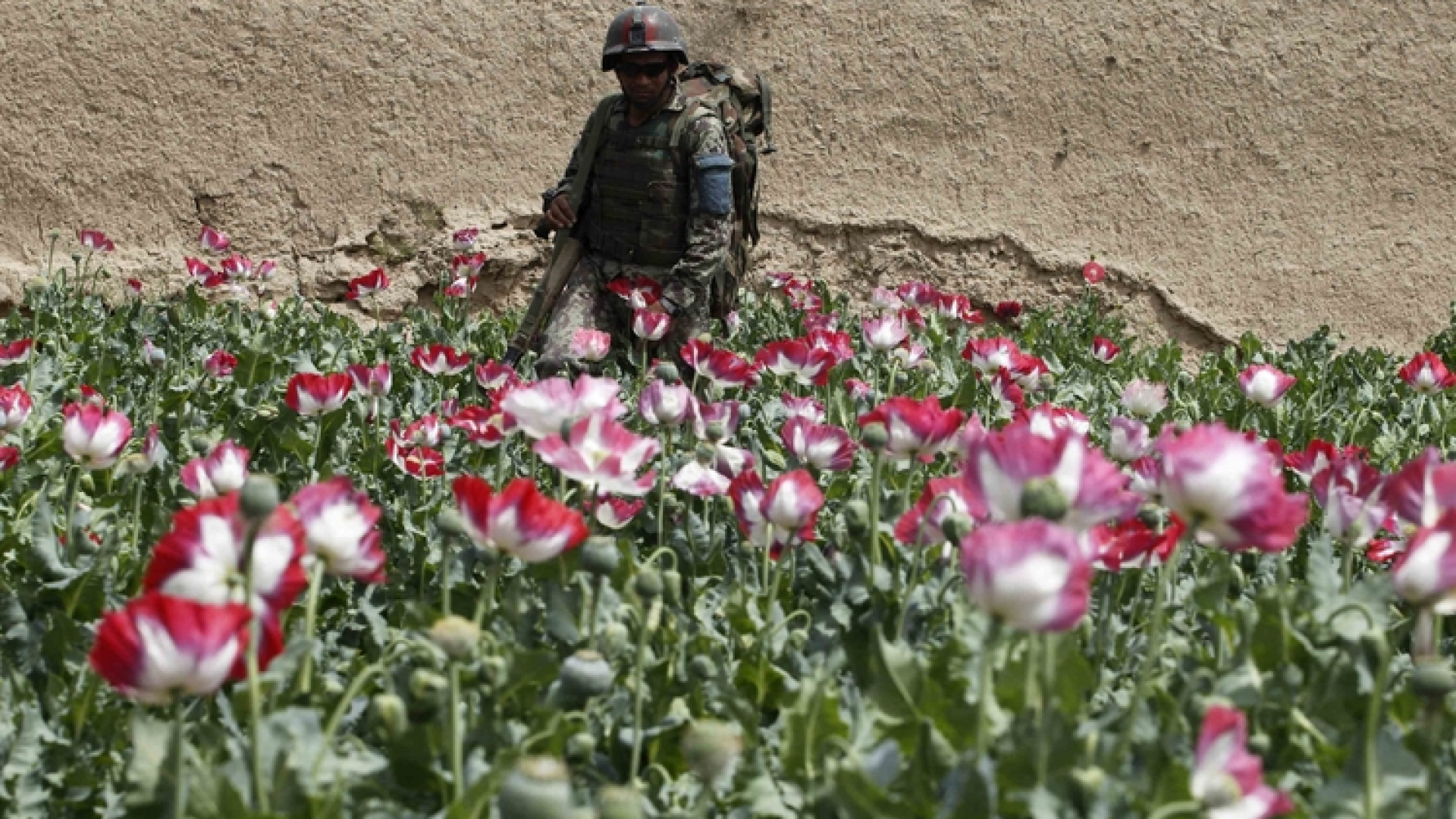 Immagine di Così le guerre fanno crescere il consumo di droga