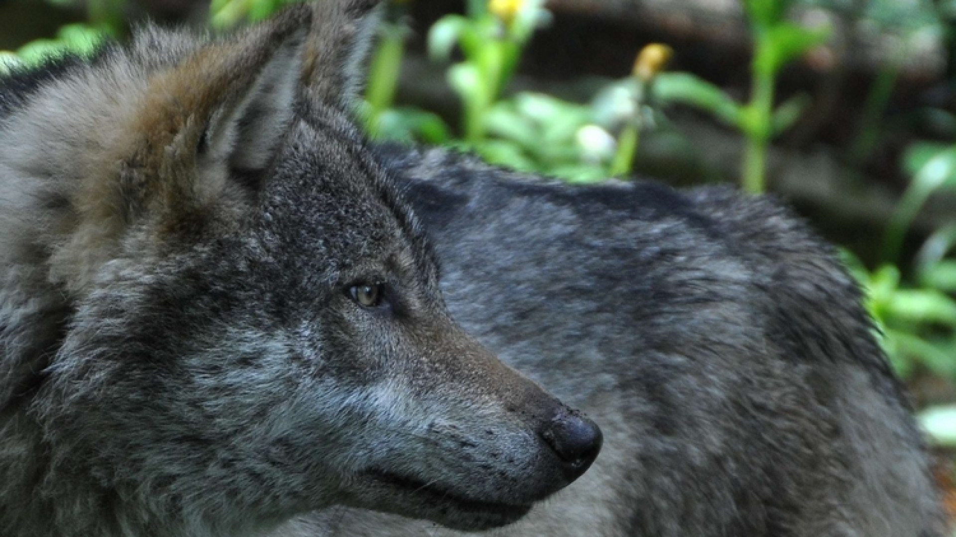 Immagine di Ululati sulle Alpi, il Lupo è tornato