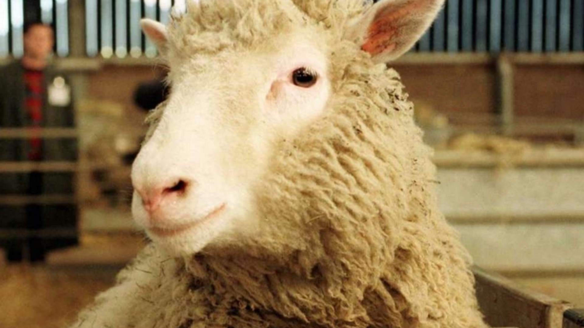 Immagine di L’eredità di Dolly: la clonazione non serve