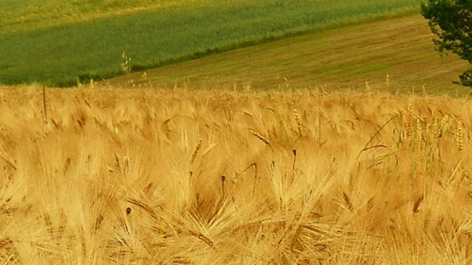 Immagine di Guerra del grano non è in gioco solo il prezzo
