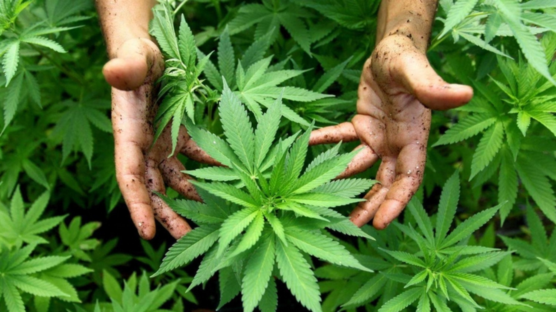 Immagine di Ddl cannabis all'esame della Camera