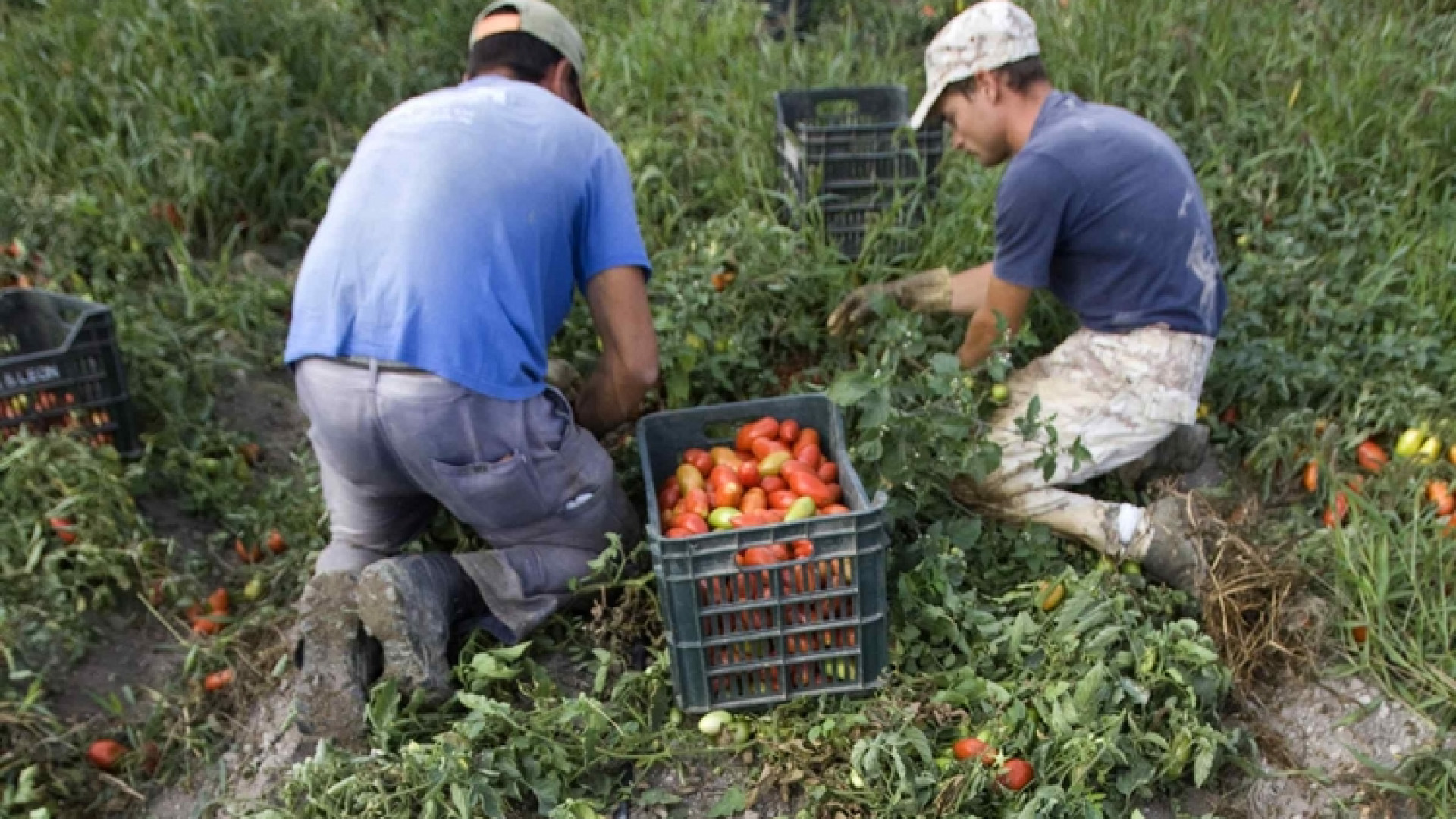 Immagine di Fango e pomodori: in Puglia l'inferno per 400 bambini