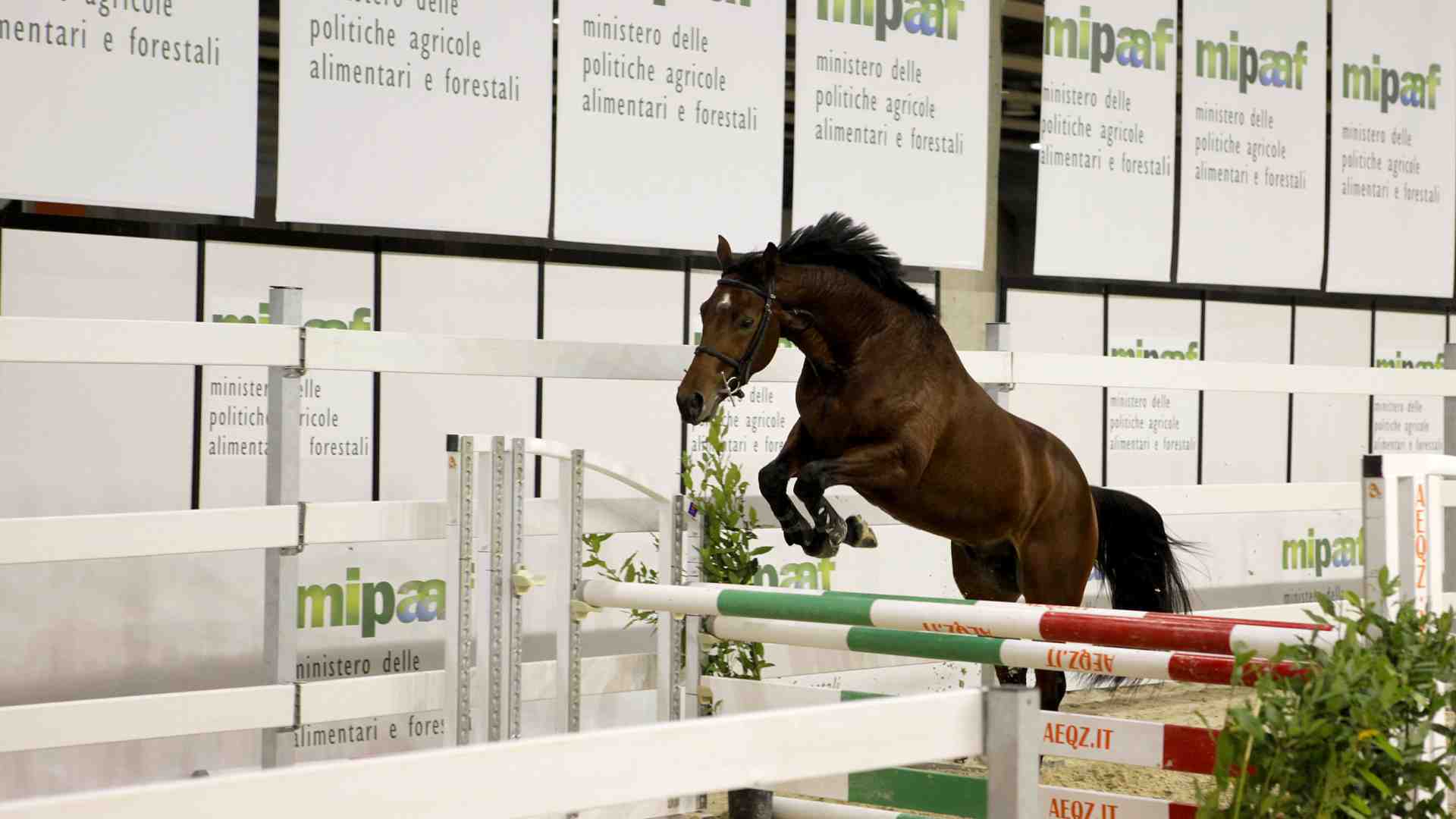 Immagine di Record di presenze a Fieracavalli