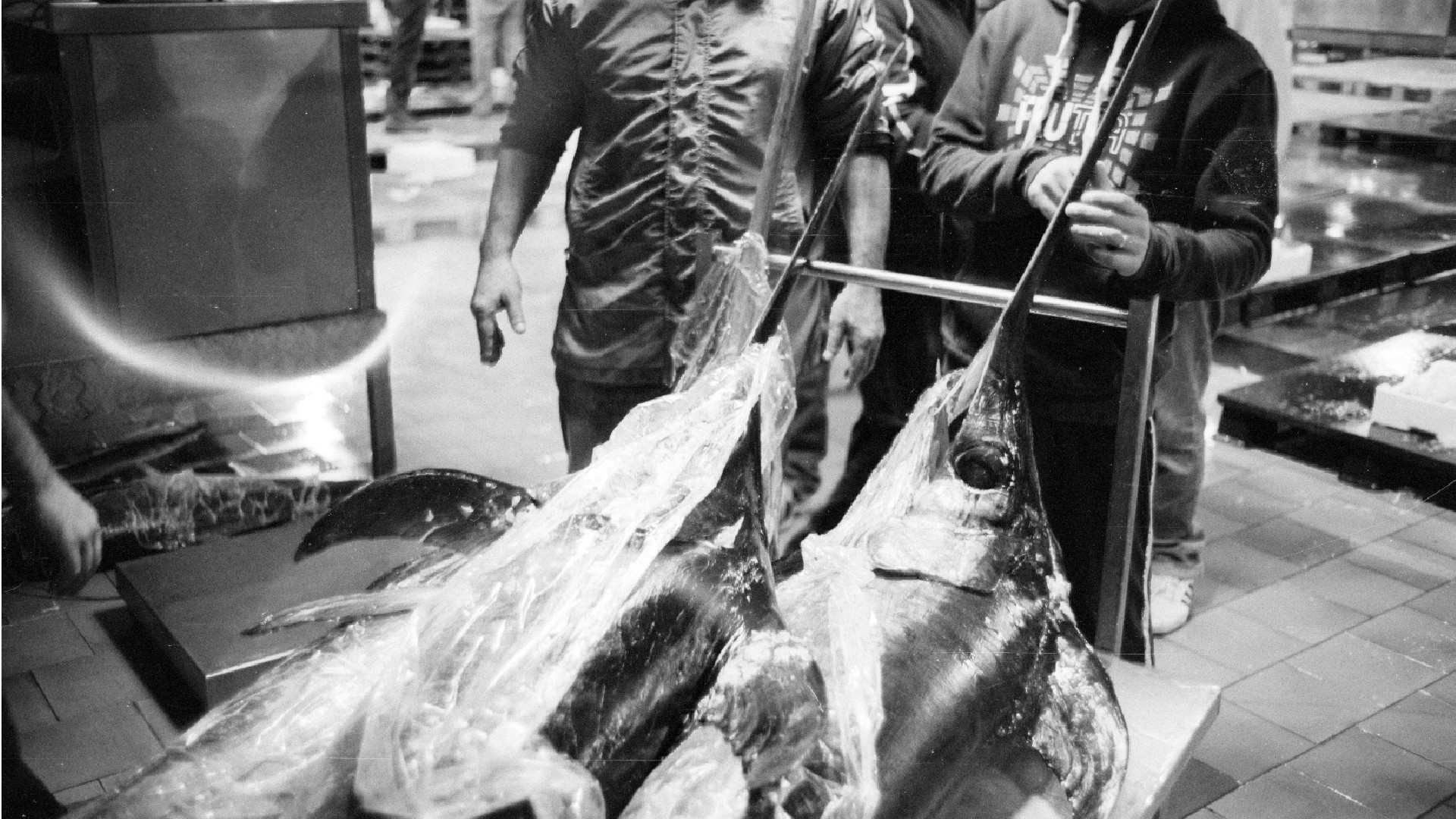 Immagine di L'Europa mette le quote al pesce spada