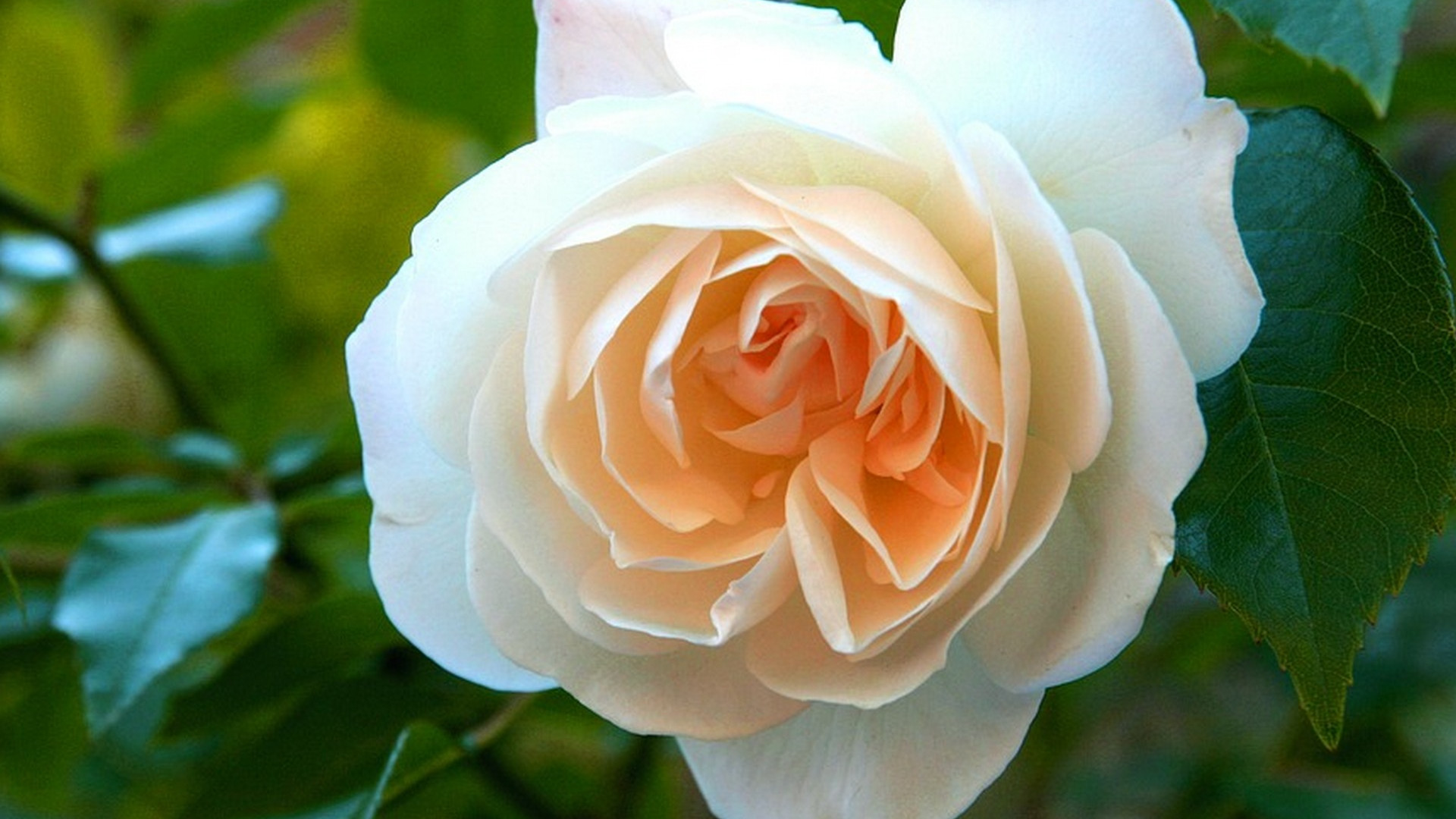Immagine di La rosa blanca