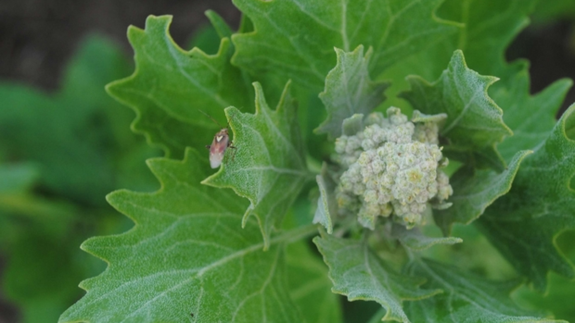 Immagine di Xylella e le sue molte «sorelle». L'invasione dei parassiti alieni