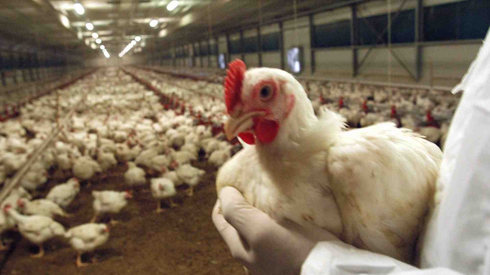 Immagine di Influenza aviaria: restrizioni nell'Ovest veronese