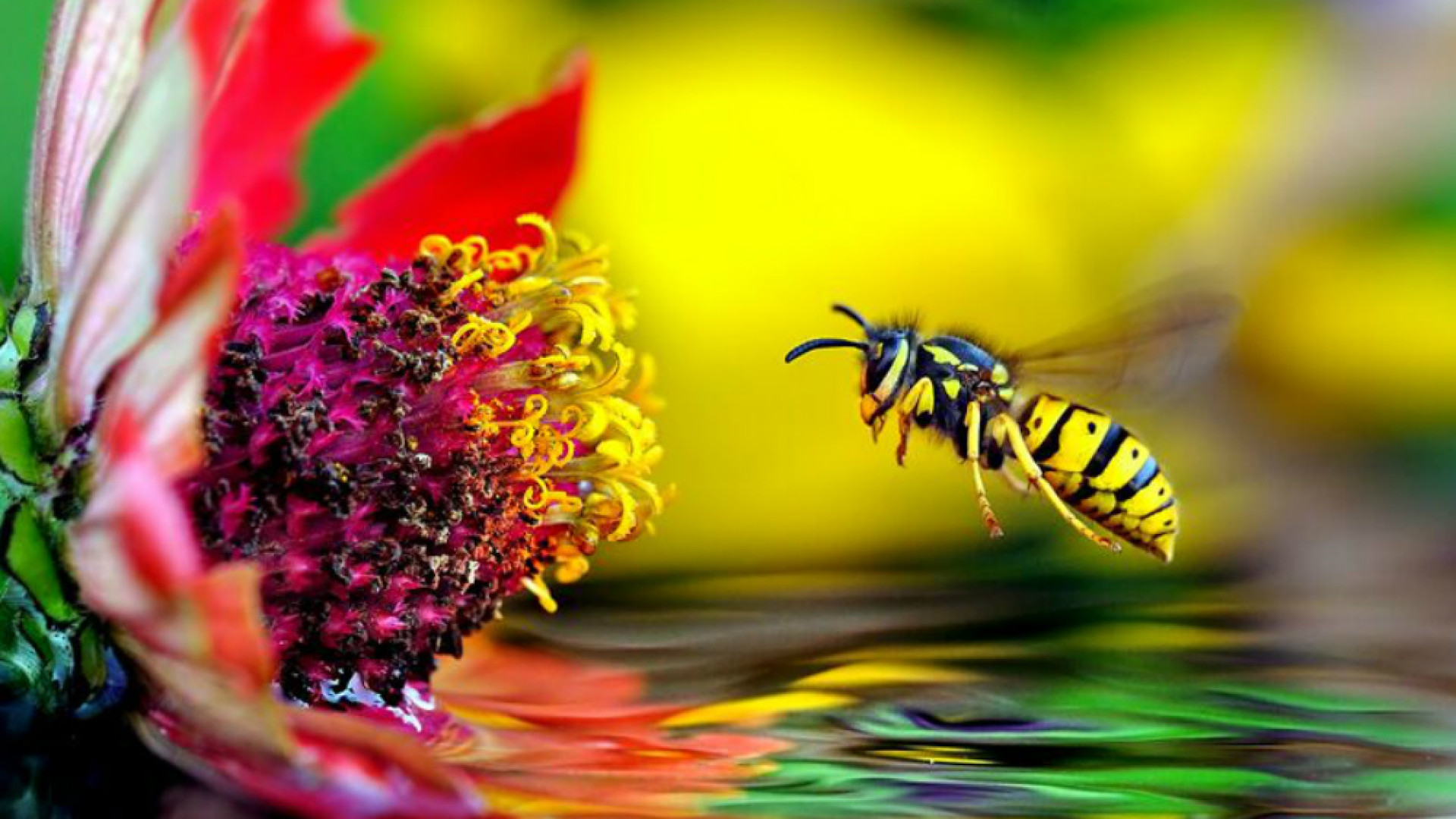 Immagine di Fotografia, colori da fiaba nel microcosmo di Bonali