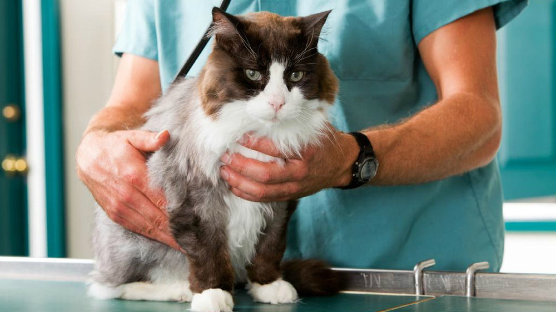 Immagine di Gli animali come ragione di vita