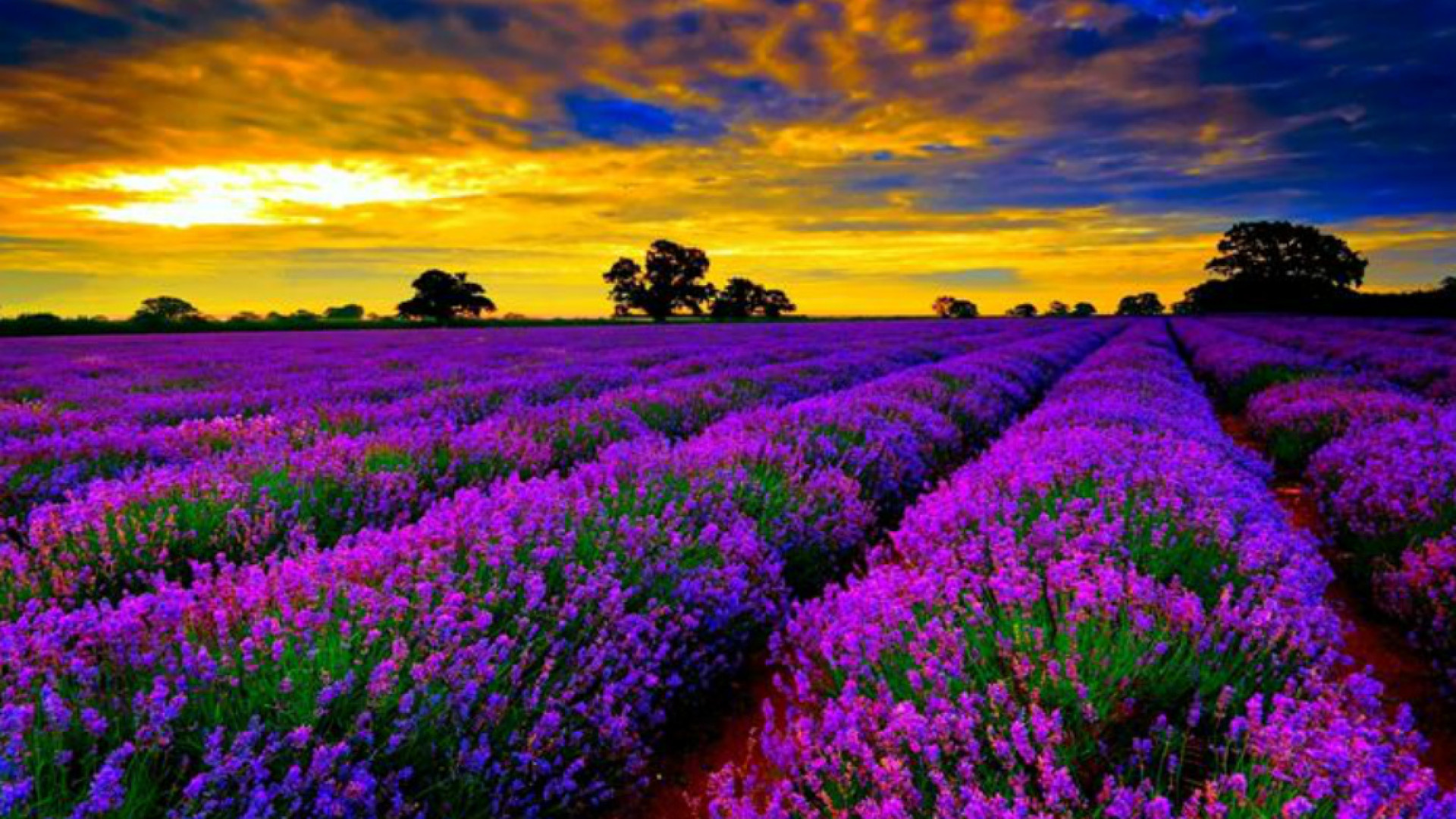 Immagine di L’azienda rifiorisce... grazie alla lavanda