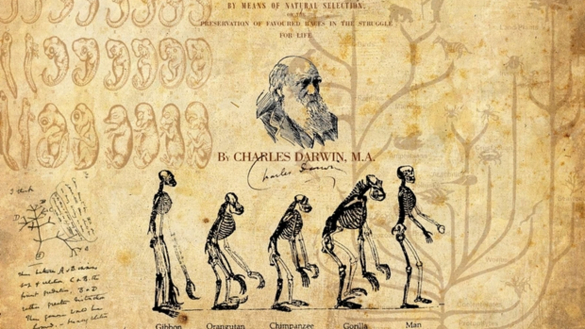 Immagine di Erdogan «purga» anche l'evoluzionismo di Darwin