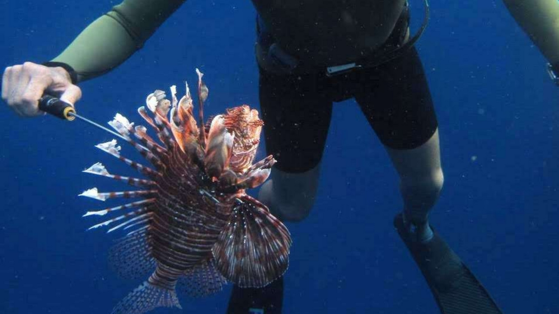 Immagine di Nel Mediterraneo pesci tossici tropicali e alghe infestanti