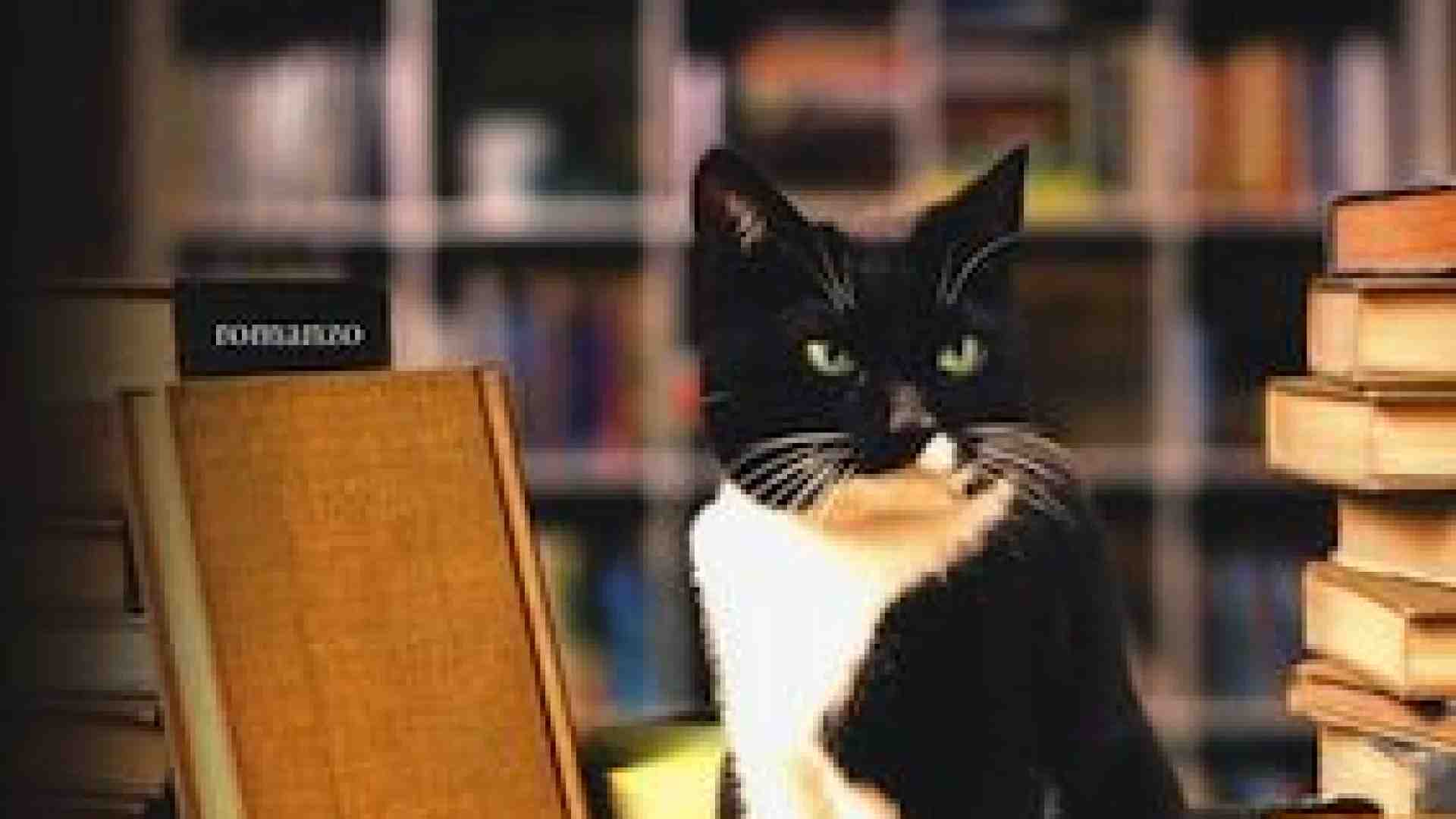 Immagine di Un particolare gatto... da biblioteca