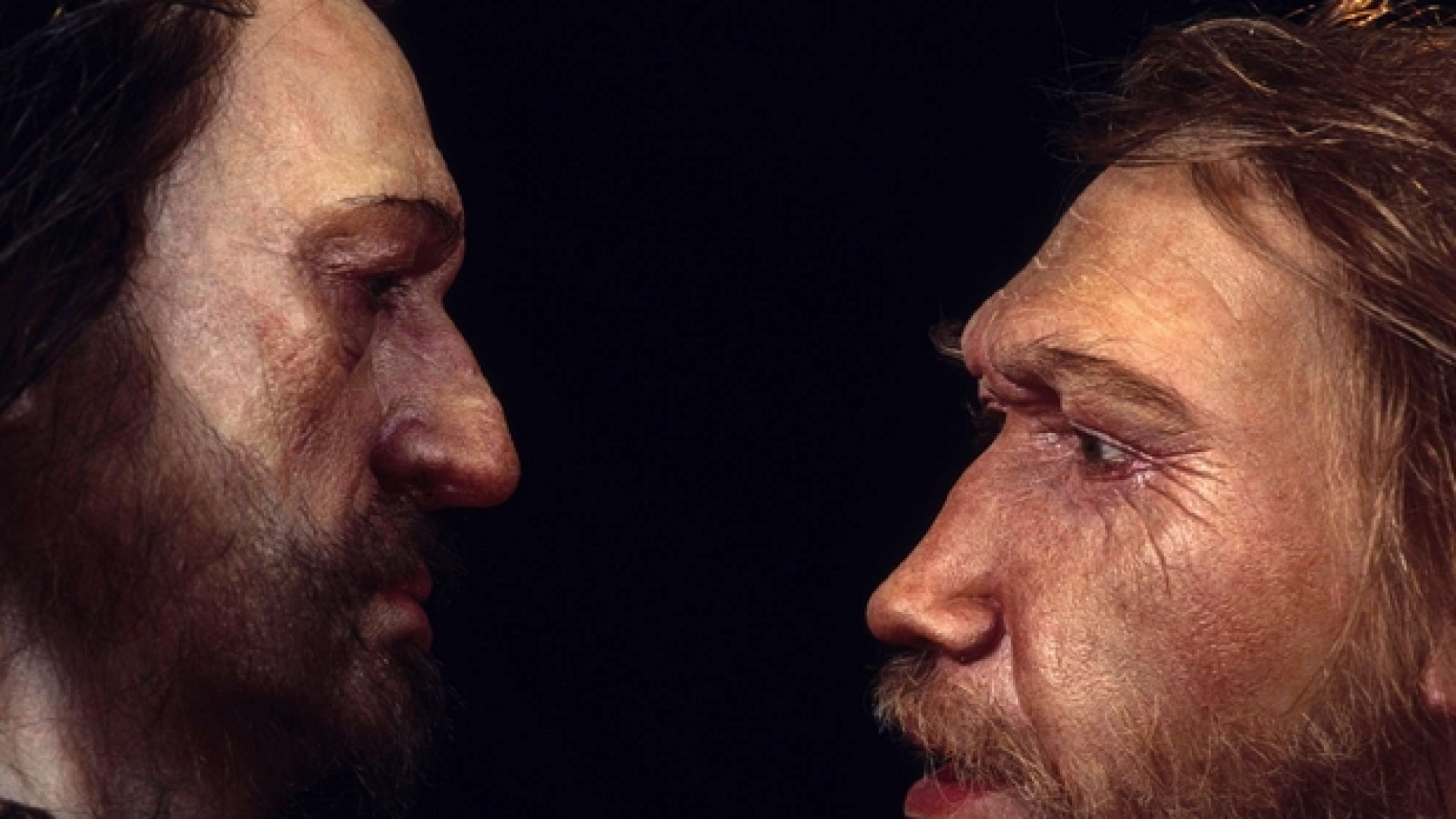 Immagine di Sapiens e Neandertal, la storia di un incrocio