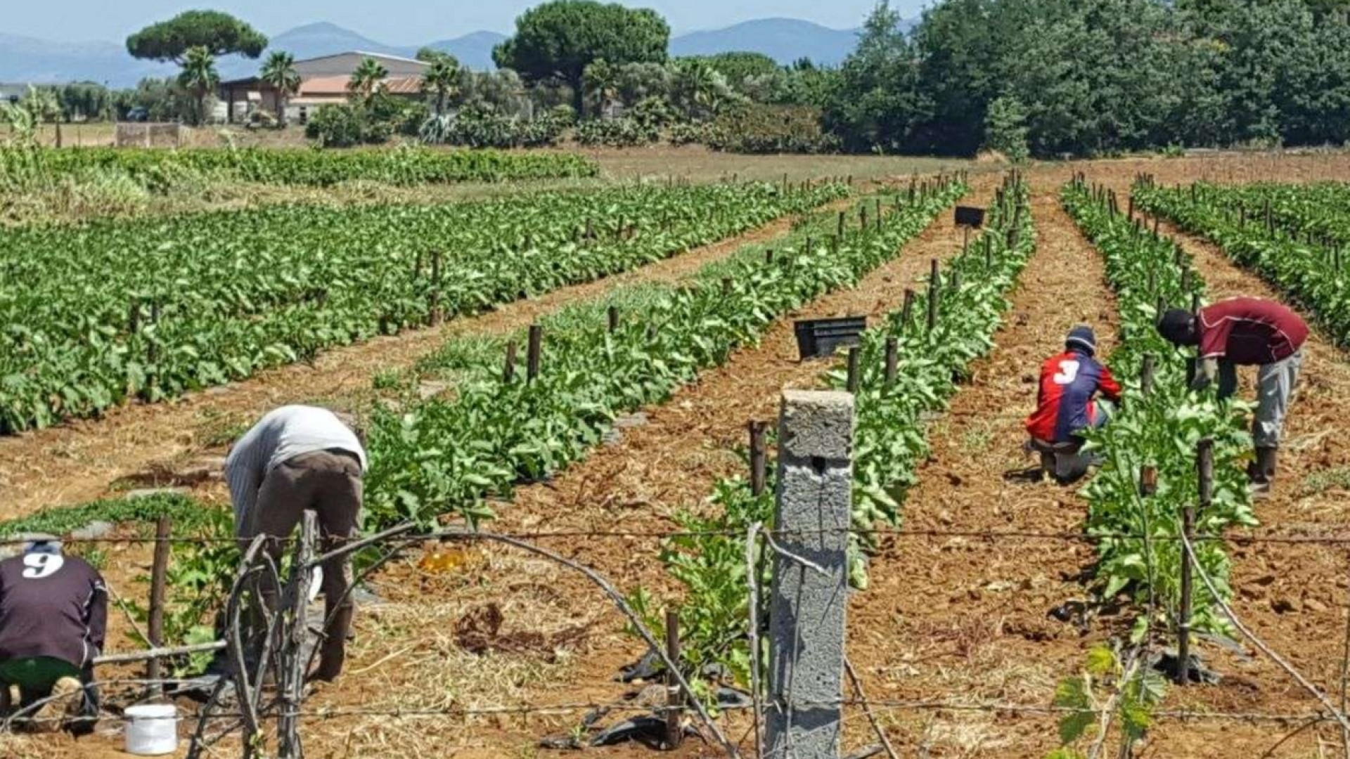 Immagine di Latina, richiedenti asilo sfruttati insieme alle braccianti italiane